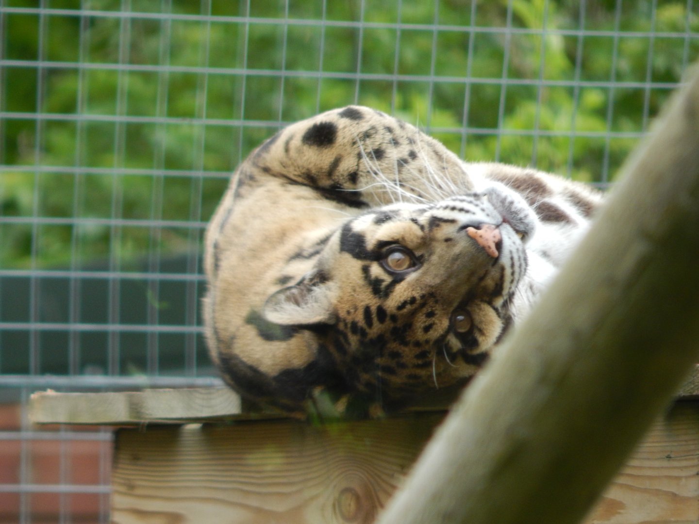 Indochinese clouded leopard 150522