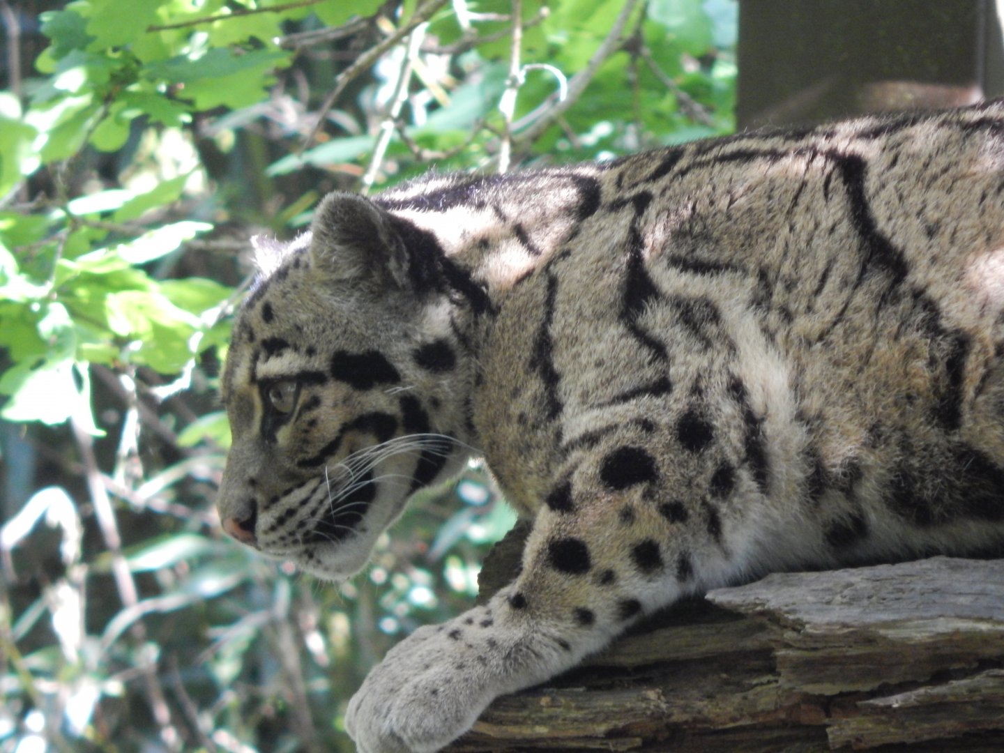 Indochinese clouded leopard 150524
