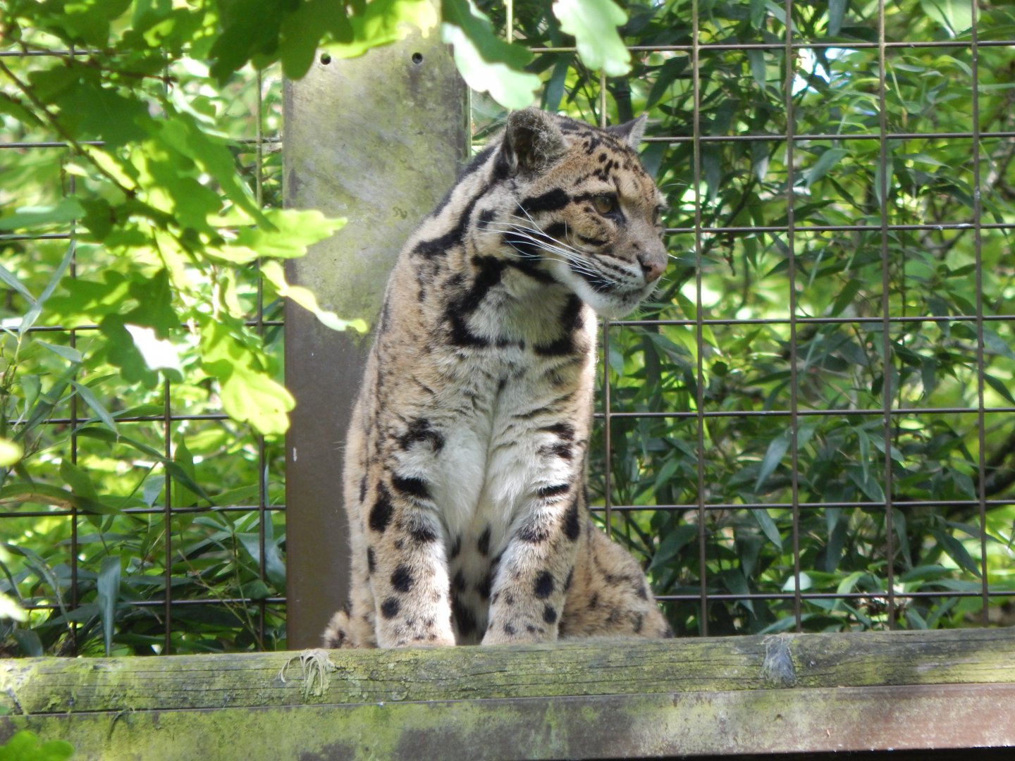 Indochinese clouded leopard 150524