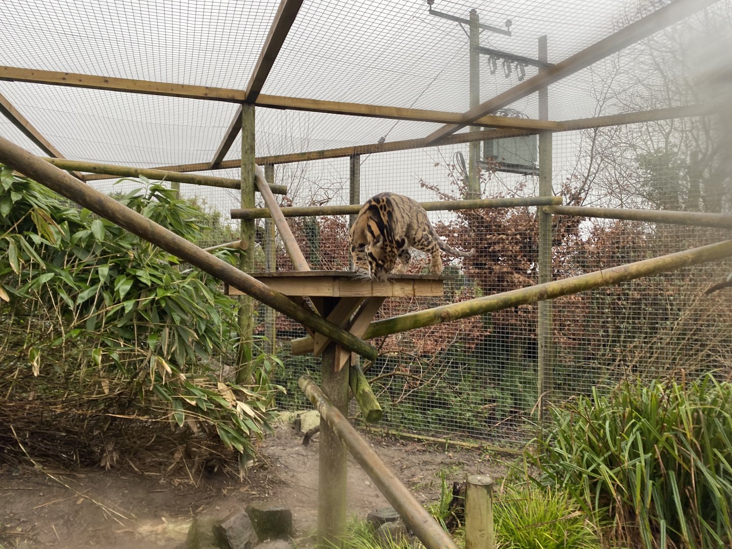 Indochinese clouded leopard 160122