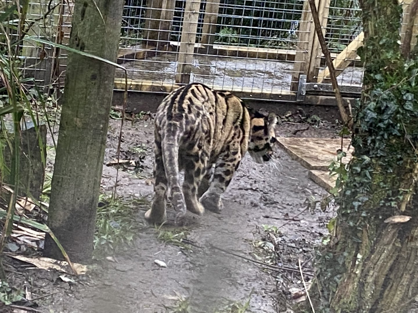 Indochinese clouded leopard 160122