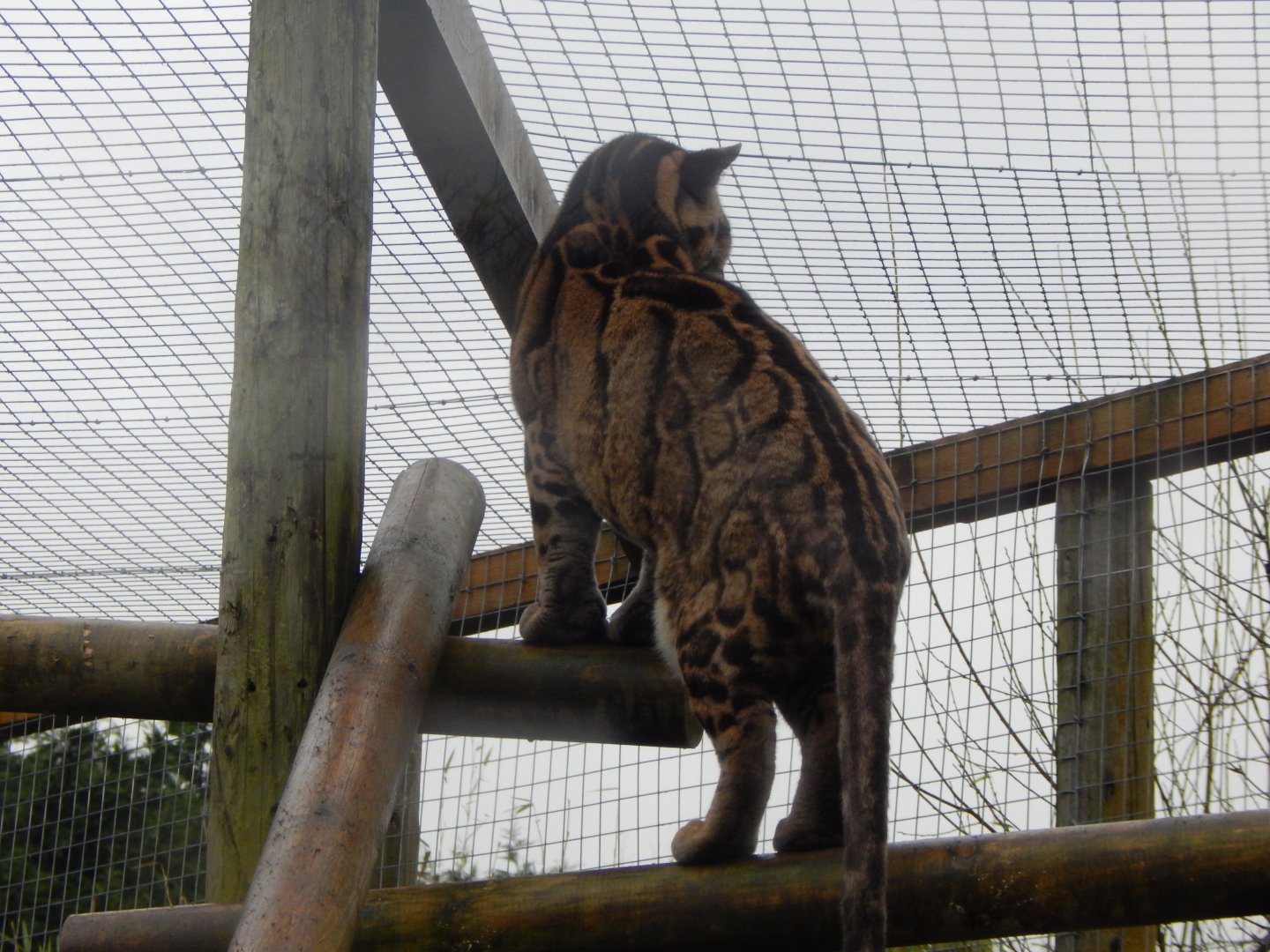 Indochinese clouded leopard 160122
