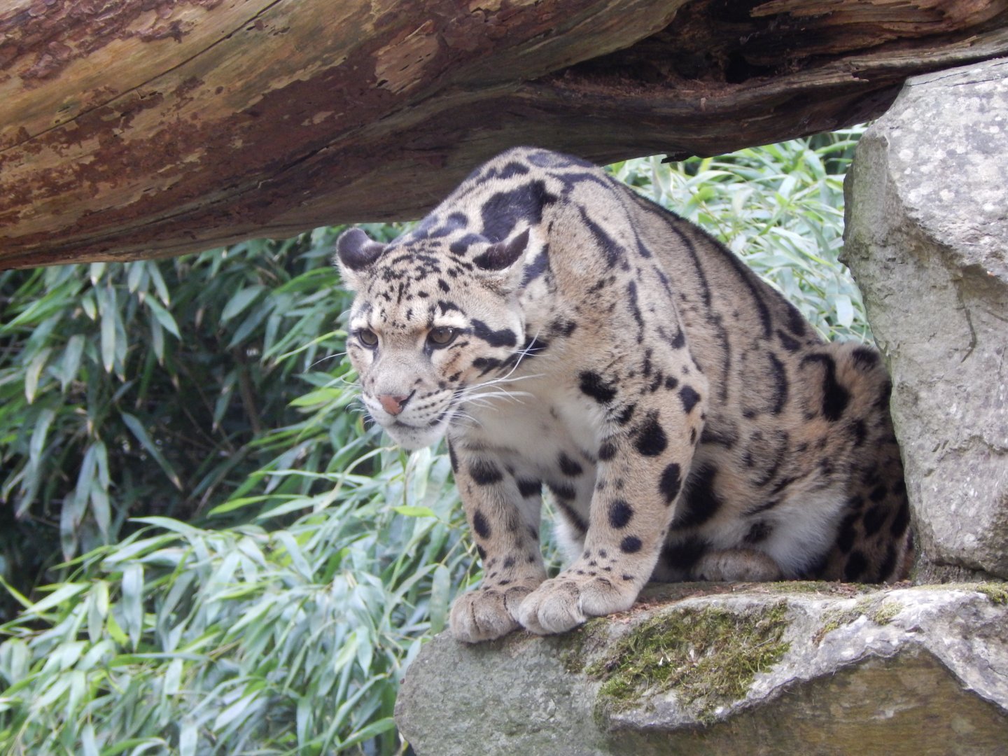 Indochinese clouded leopard 210421