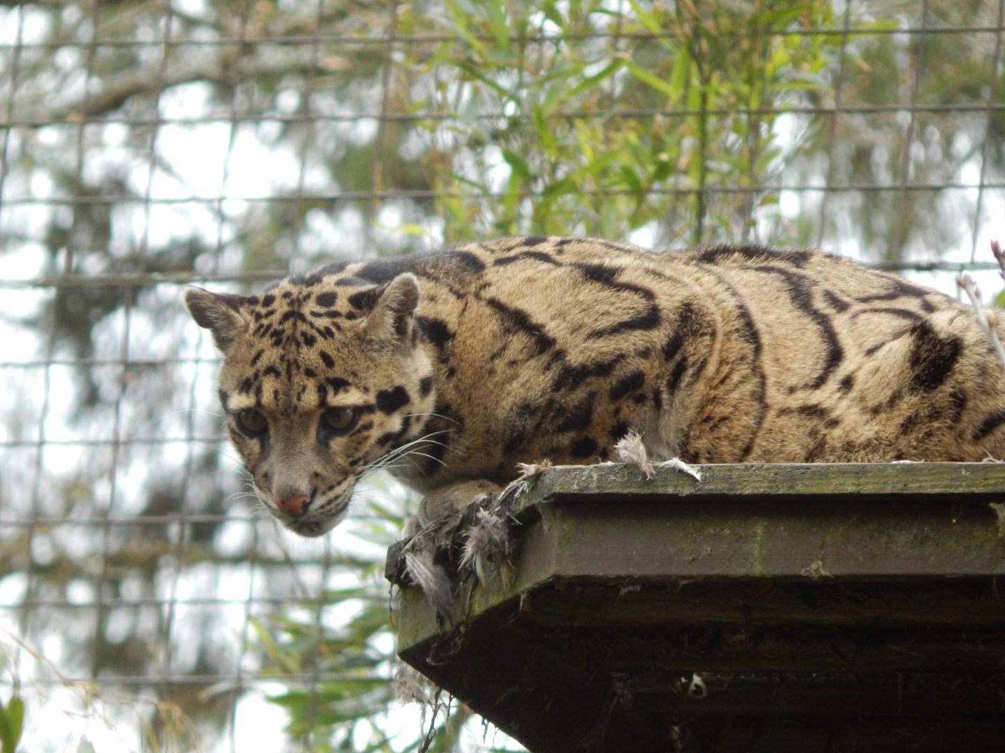 Indochinese clouded leopard 210421