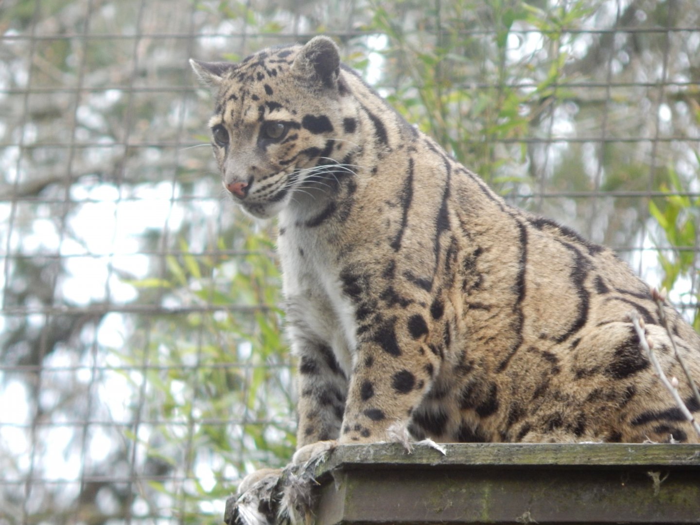 Indochinese clouded leopard 210421