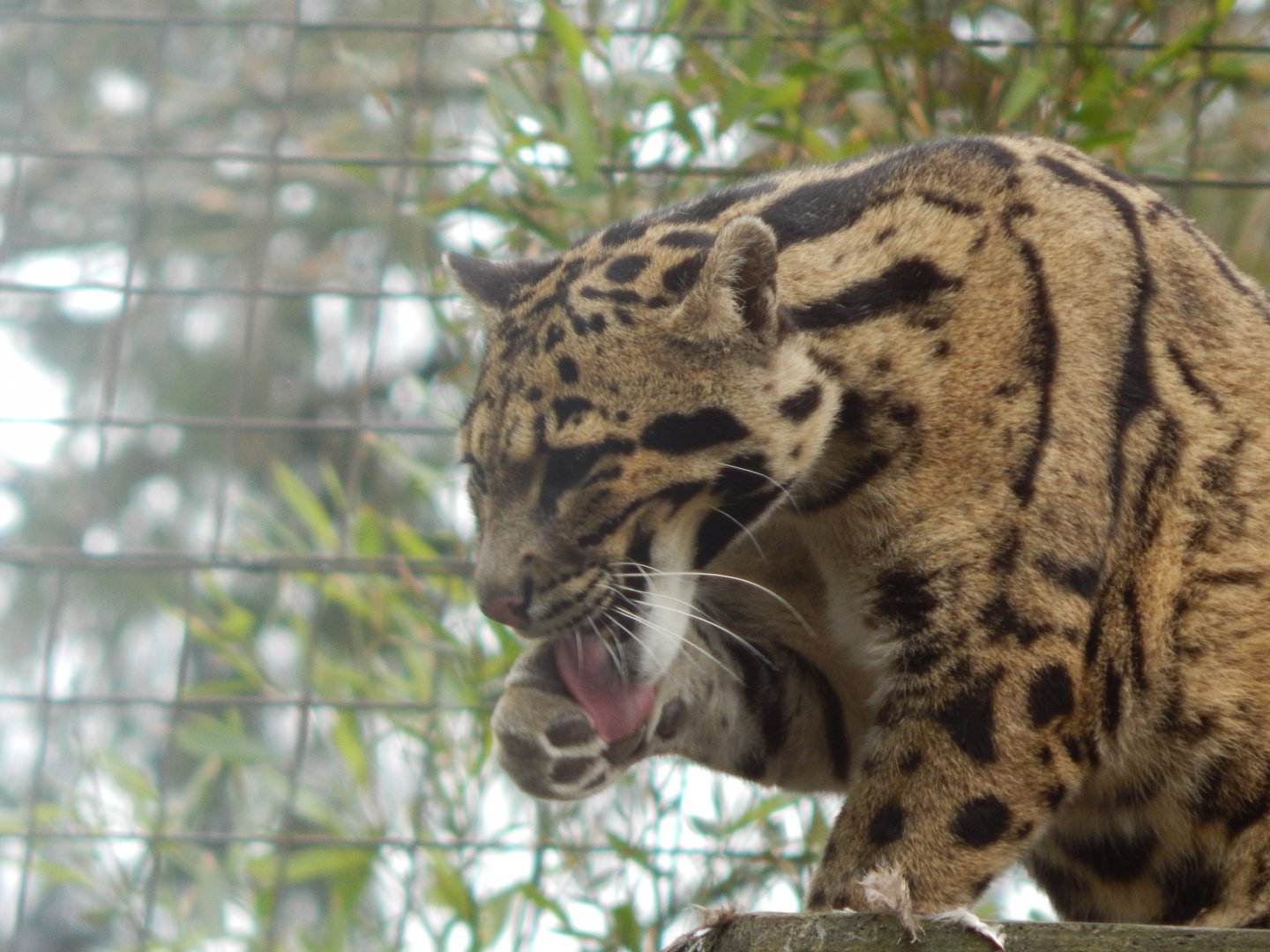 Indochinese clouded leopard 210421