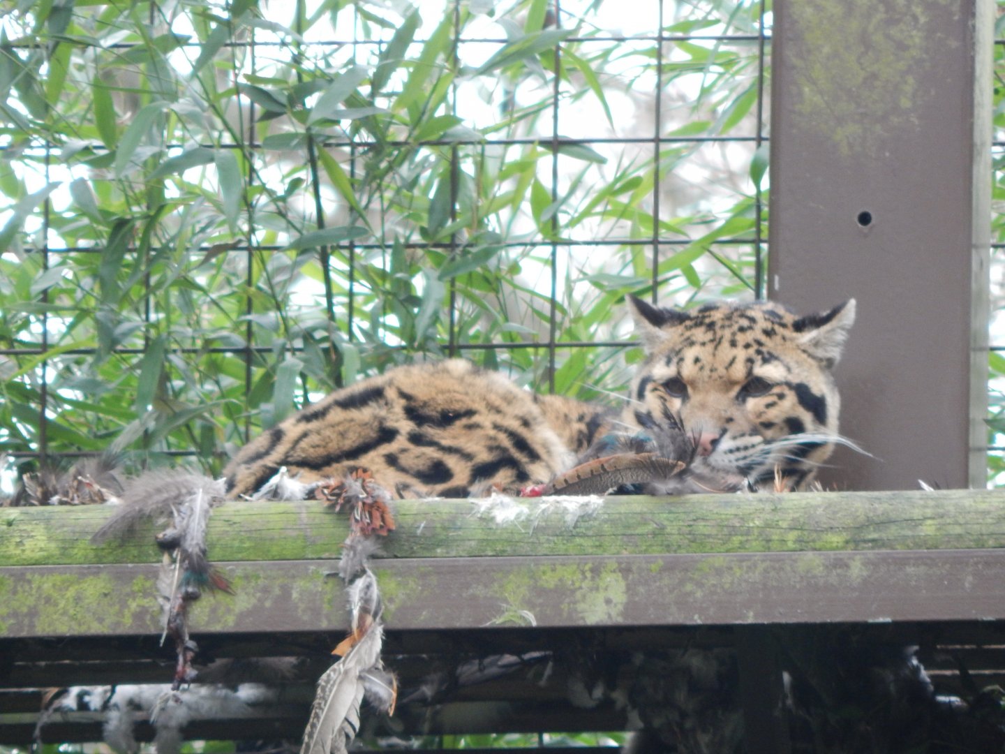 Indochinese clouded leopard 280222