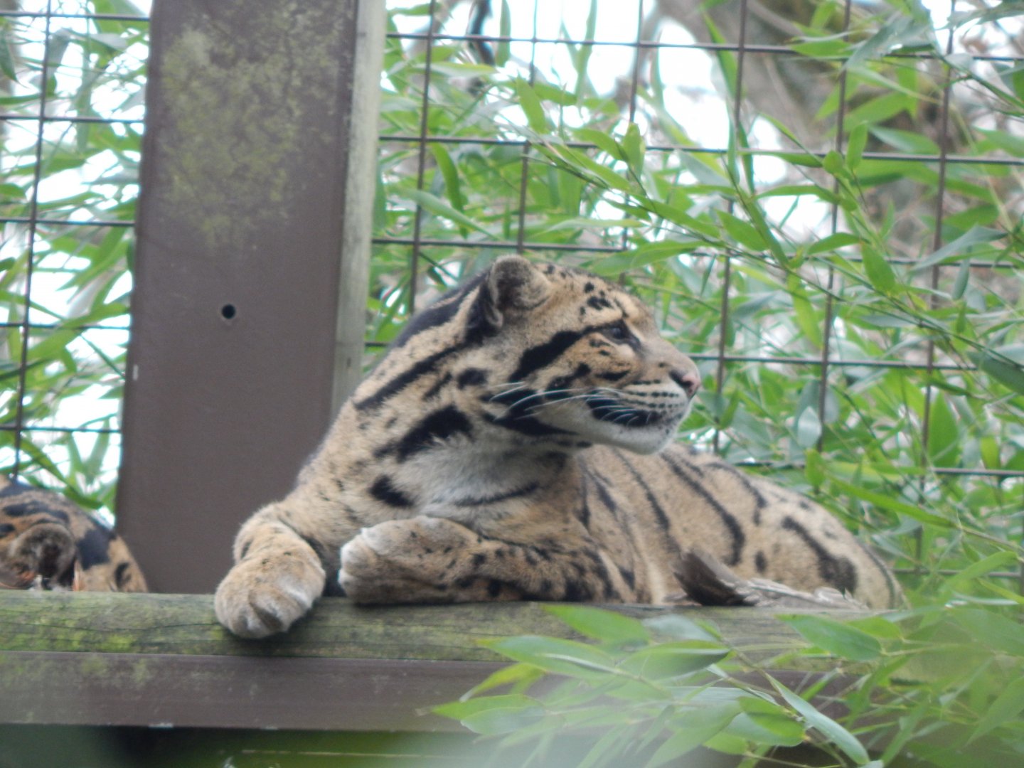 Indochinese clouded leopard 280222