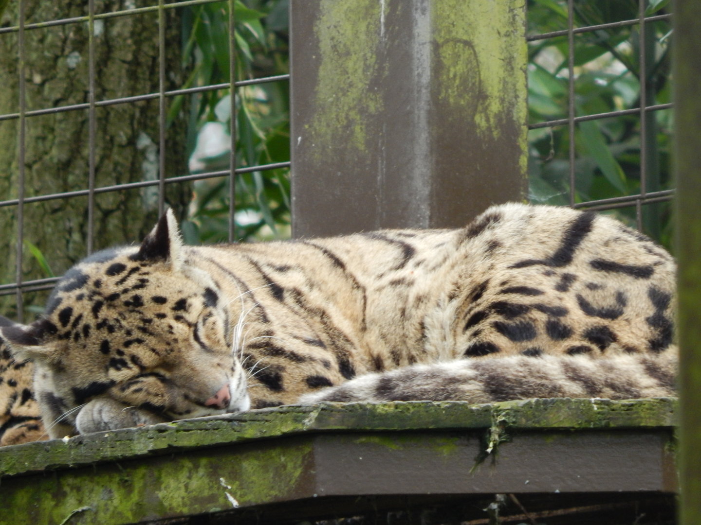 Indochinese clouded leopard 280423