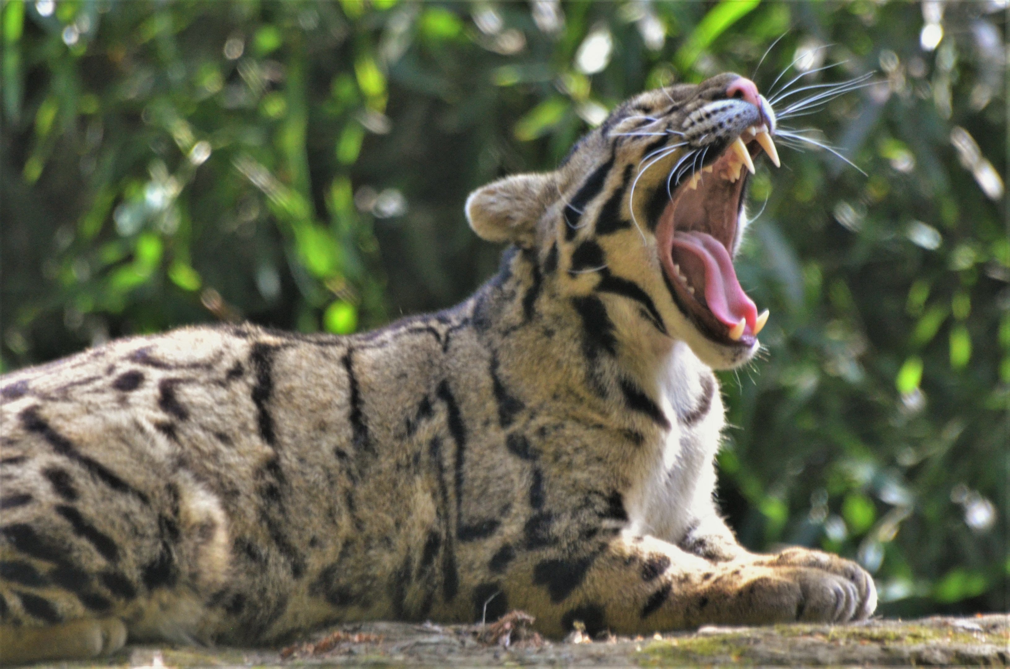 Indochinese Clouded Leopard at Cotswold WP, 22/04/17