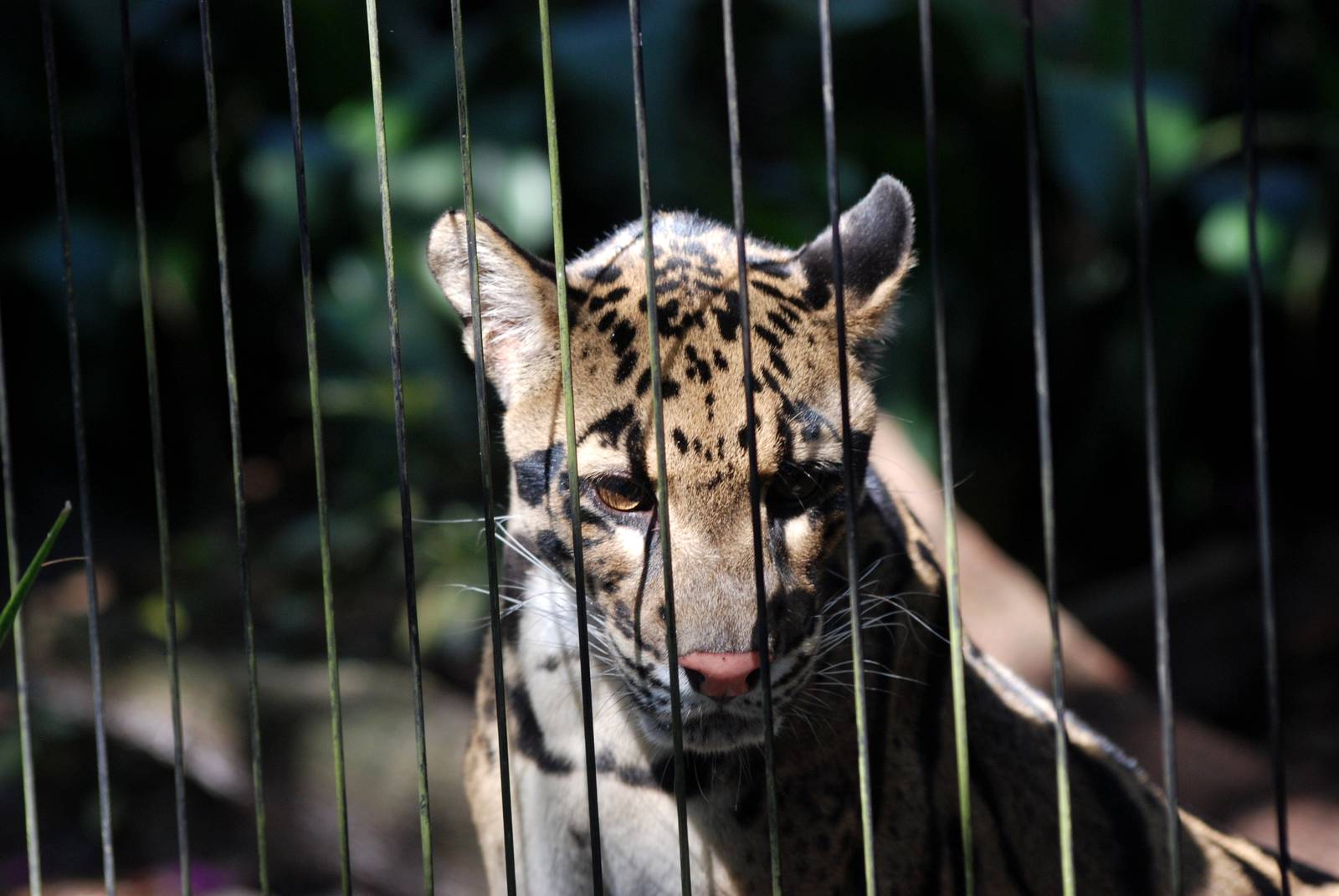 Indochinese Clouded Leopard at Lowry Park, 13/10/13