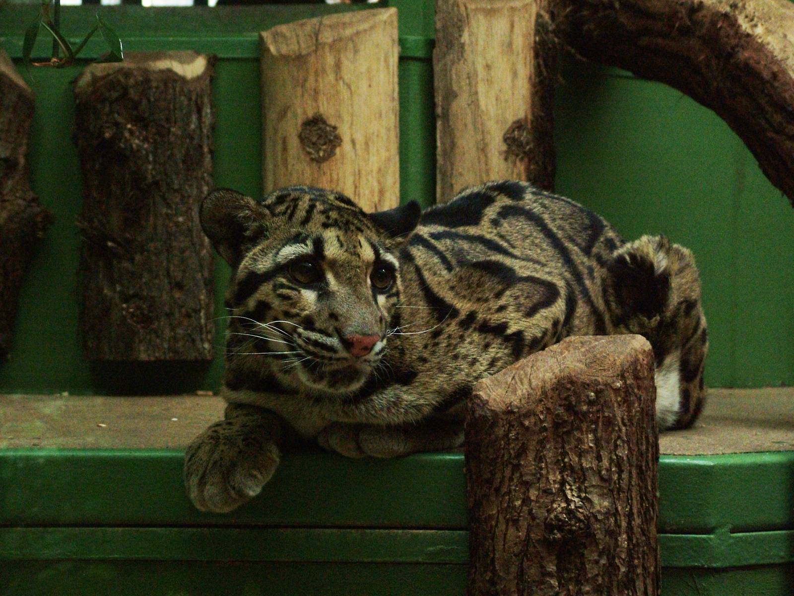 Indochinese Clouded Leopard at Prague, 24/05/10
