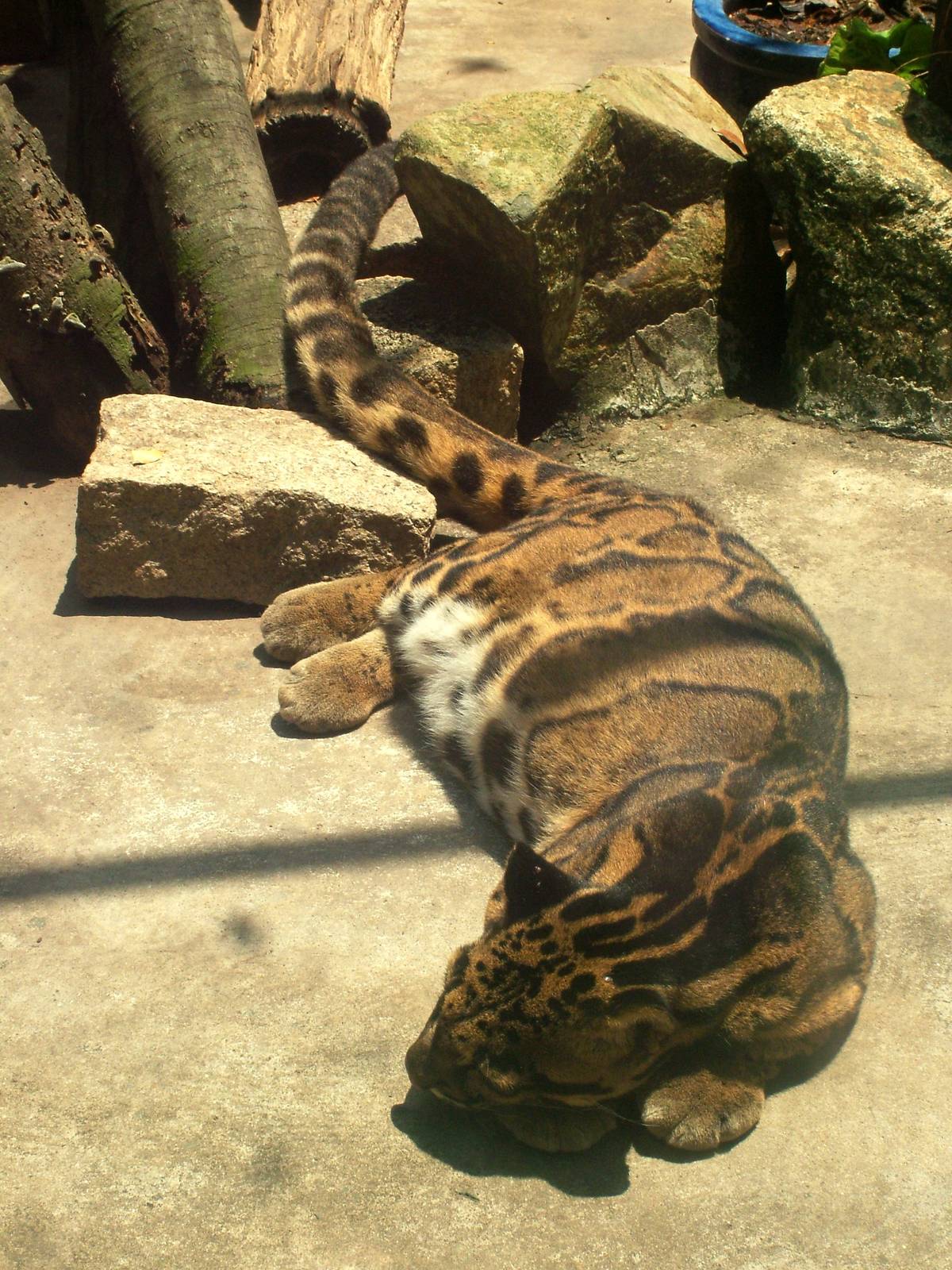 Indochinese Clouded Leopard at Saigon Zoo, 16/03/12