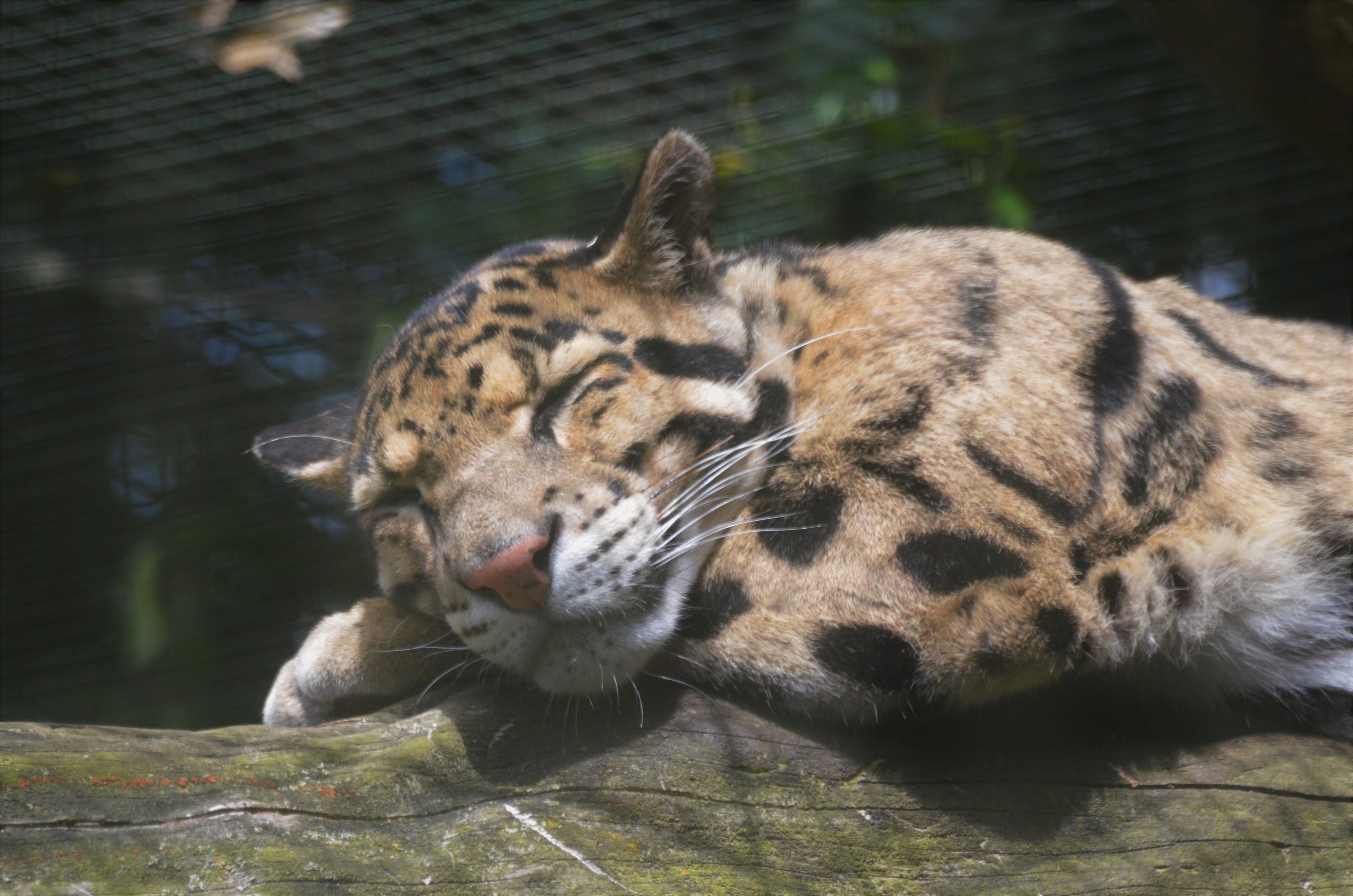 Indochinese Clouded Leopard at Thrigby Hall, 10/06/17