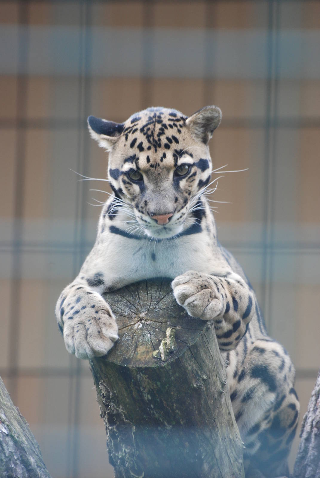 Indochinese Clouded Leopard at Tierpark Berlin, 01/09/11