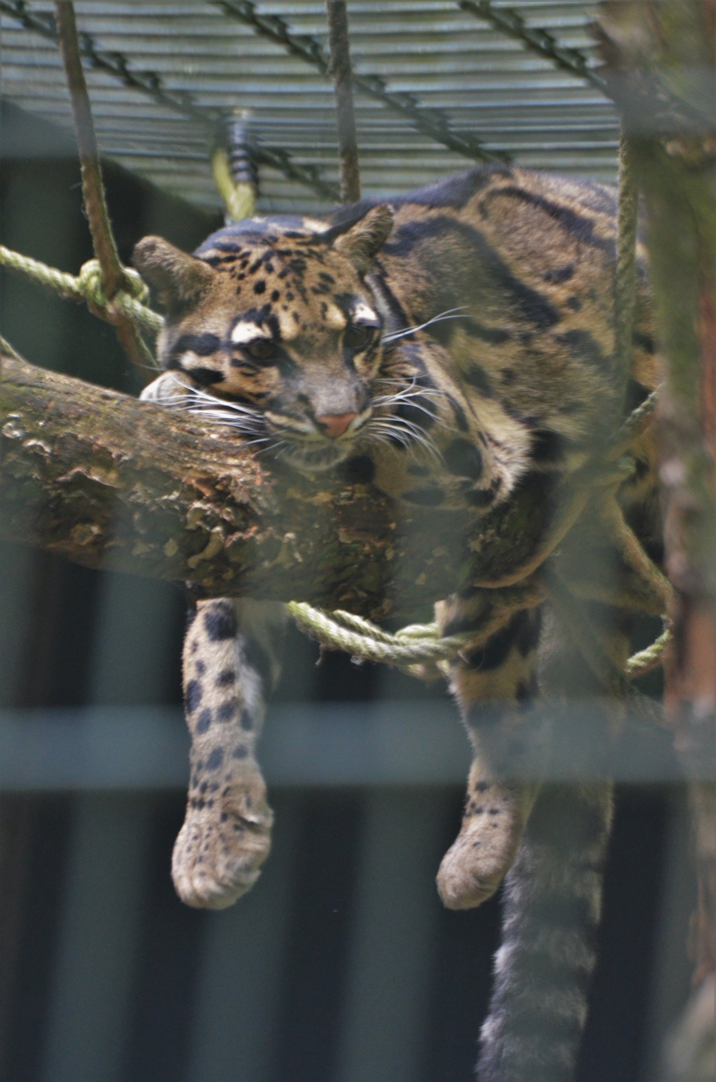 Indochinese Clouded Leopard at Wuppertal, 16/06/19