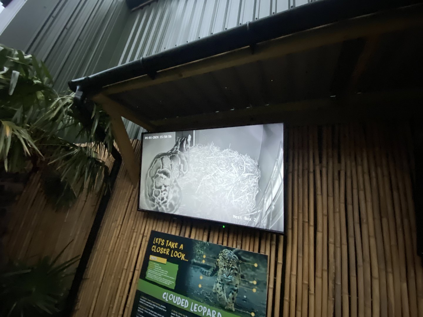 Indochinese clouded leopard CCTV 040124