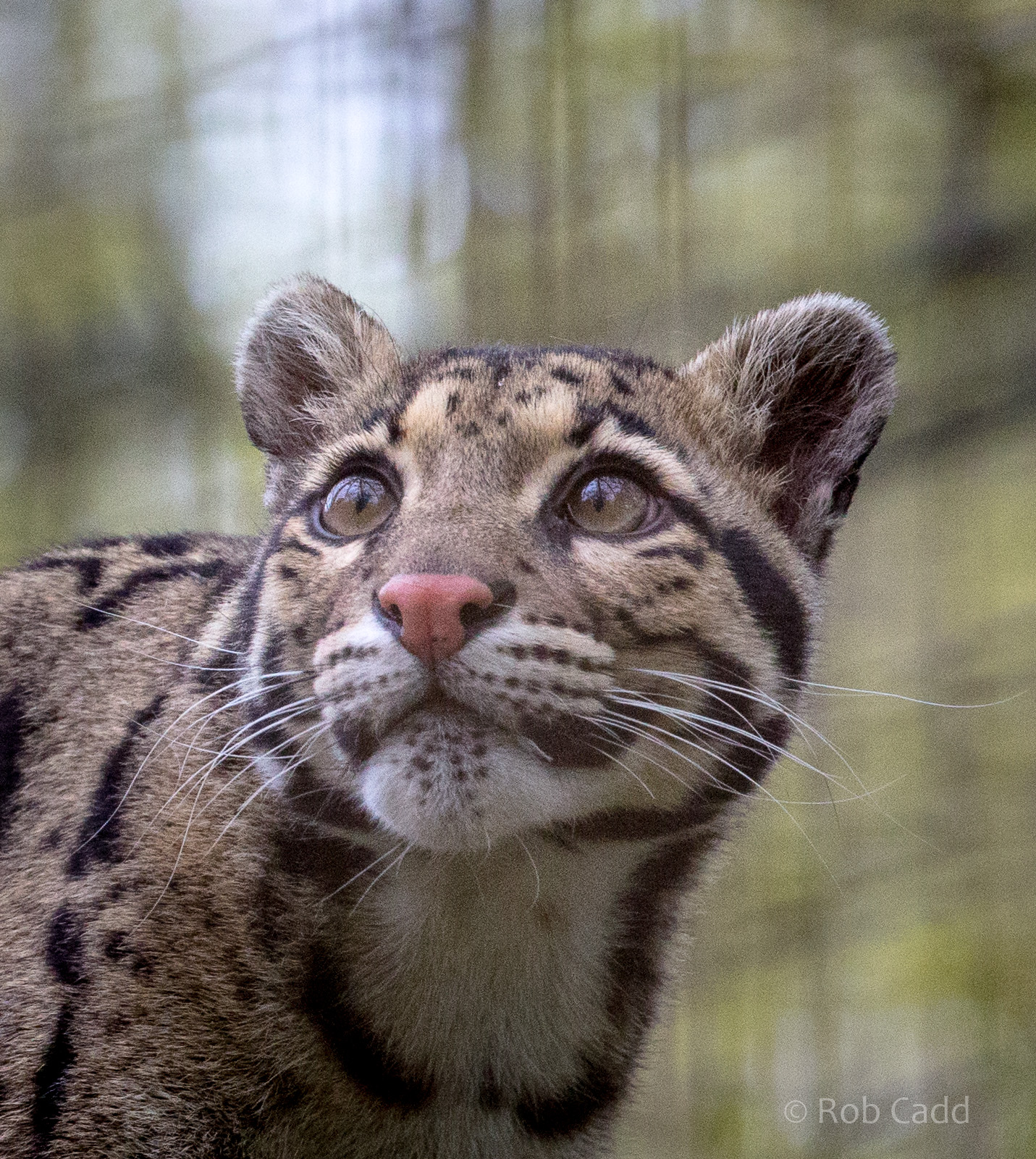Indochinese clouded leopard : Cotswold WP : 21 Apr 2017