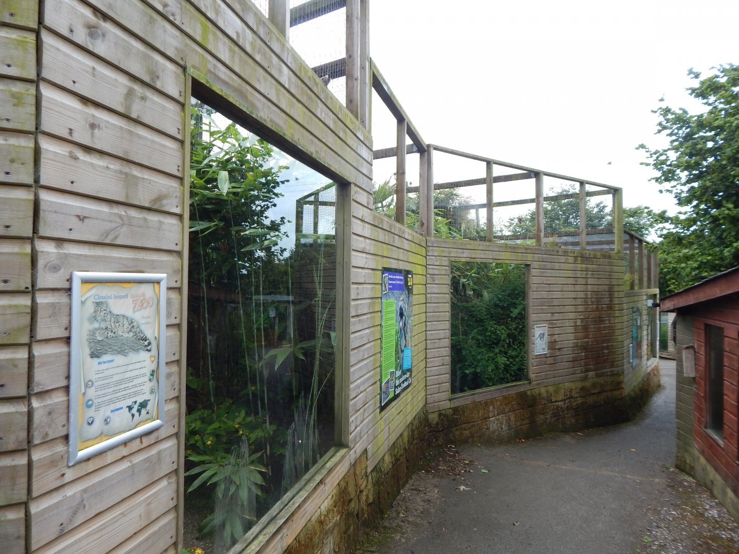 Indochinese clouded leopard enclosure 050625