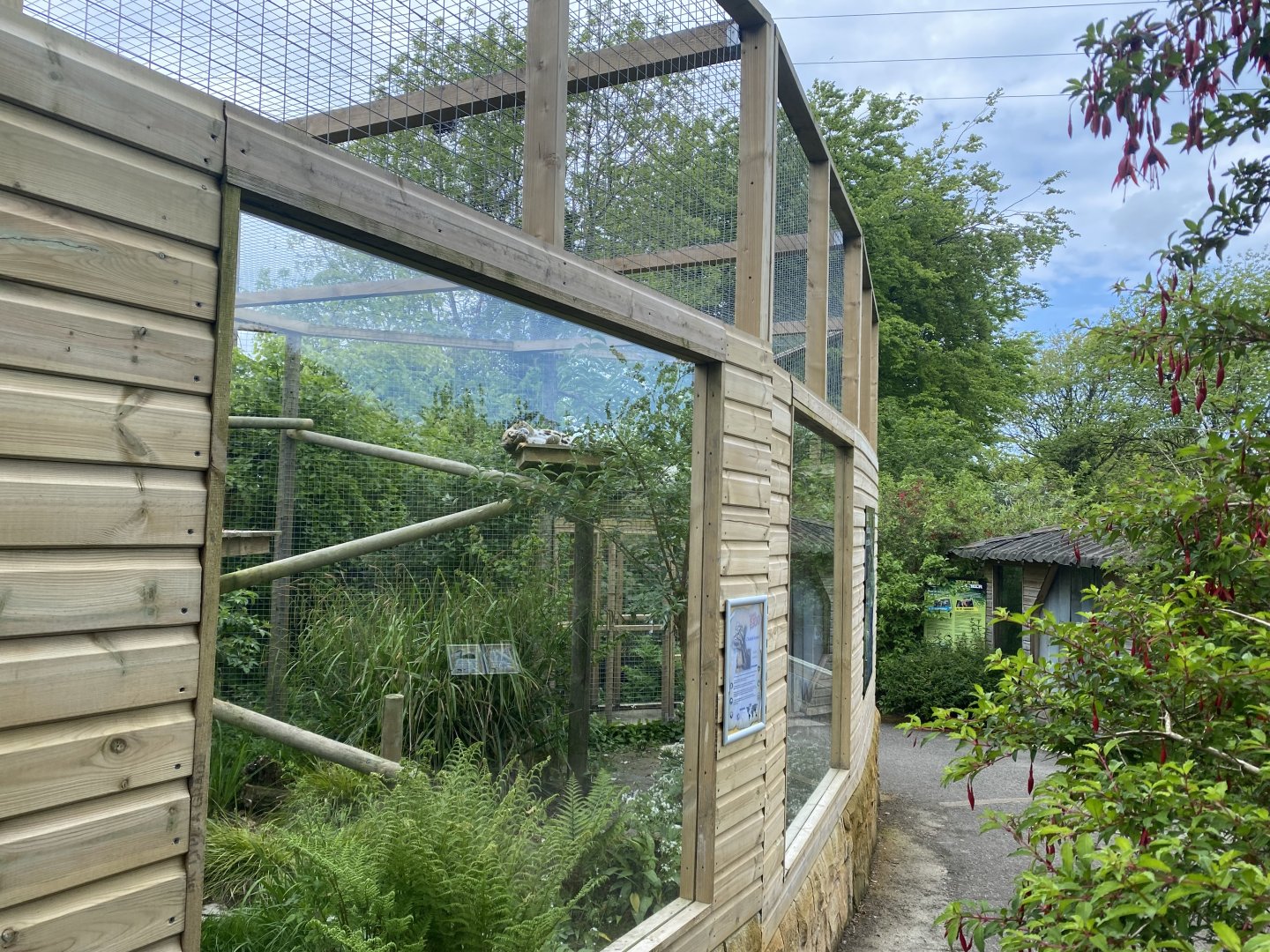 Indochinese clouded leopard enclosure 150522