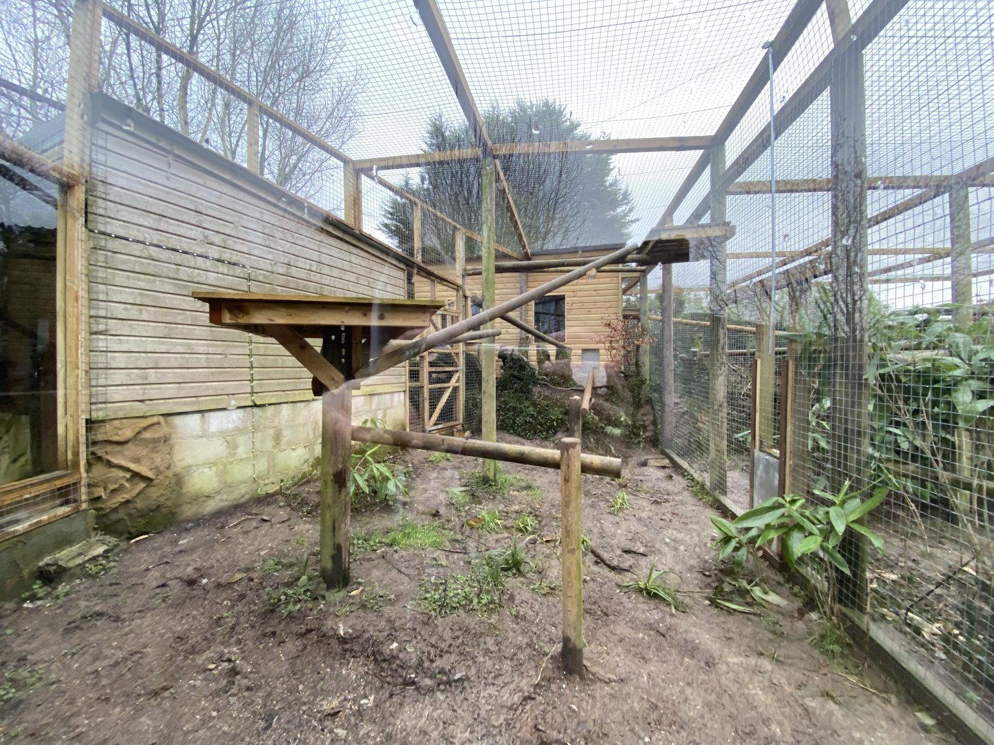 Indochinese clouded leopard enclosure 160122