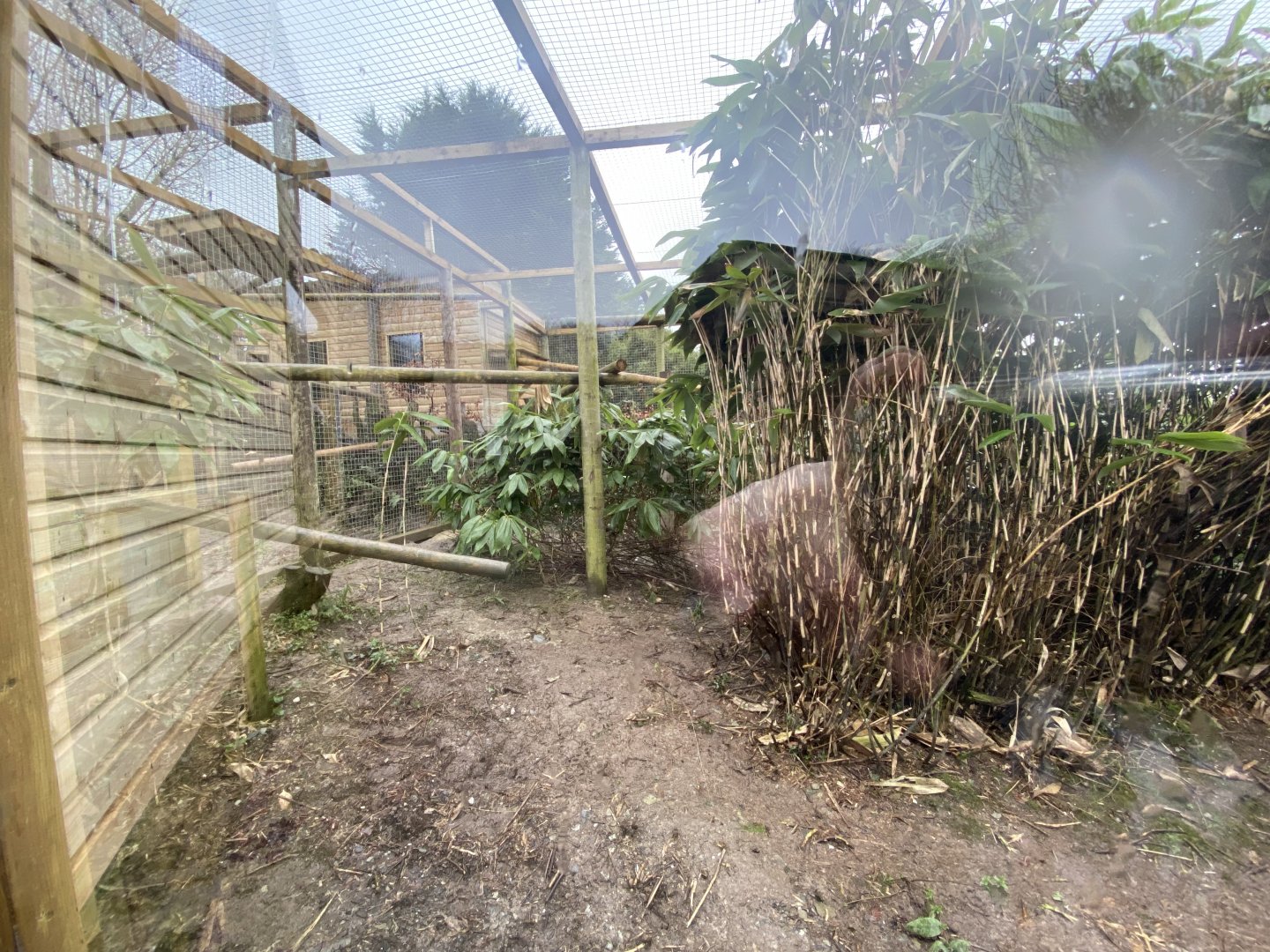 Indochinese clouded leopard enclosure 160122