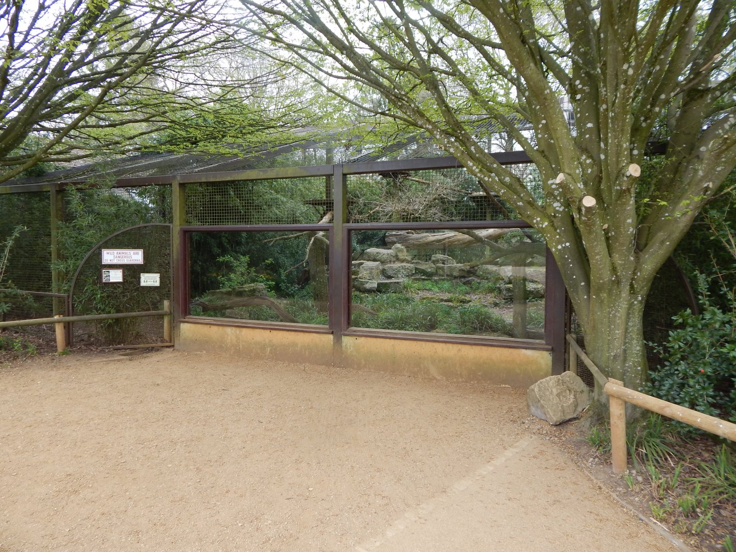 Indochinese clouded leopard enclosure 210421