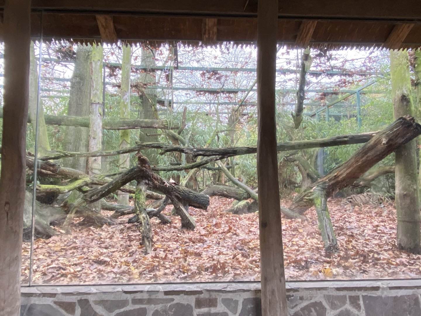 Indochinese clouded leopard exhibit 011219