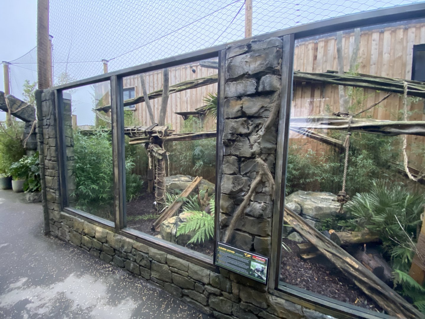 Indochinese clouded leopard exhibit 040124