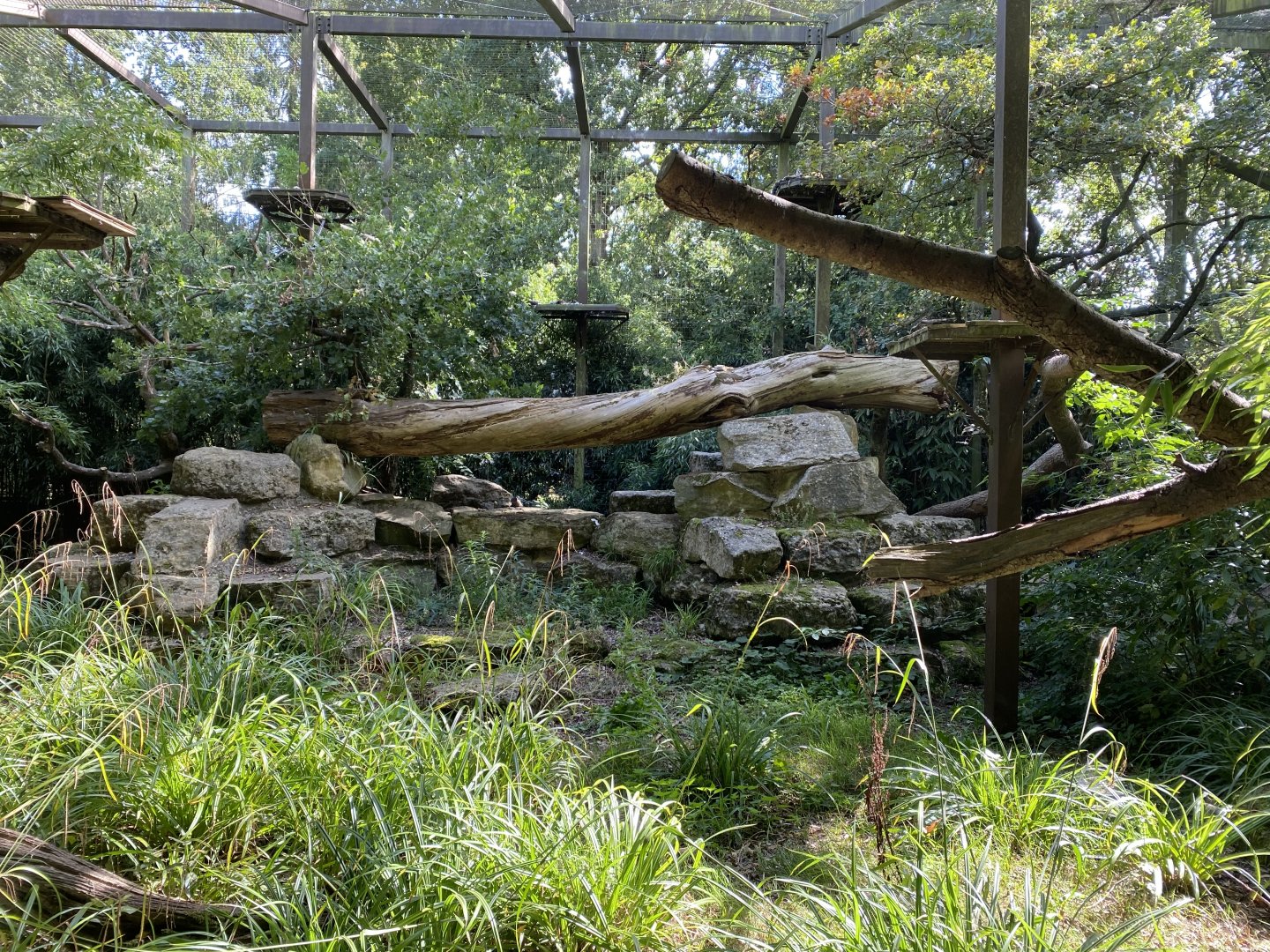 Indochinese clouded leopard exhibit 120920