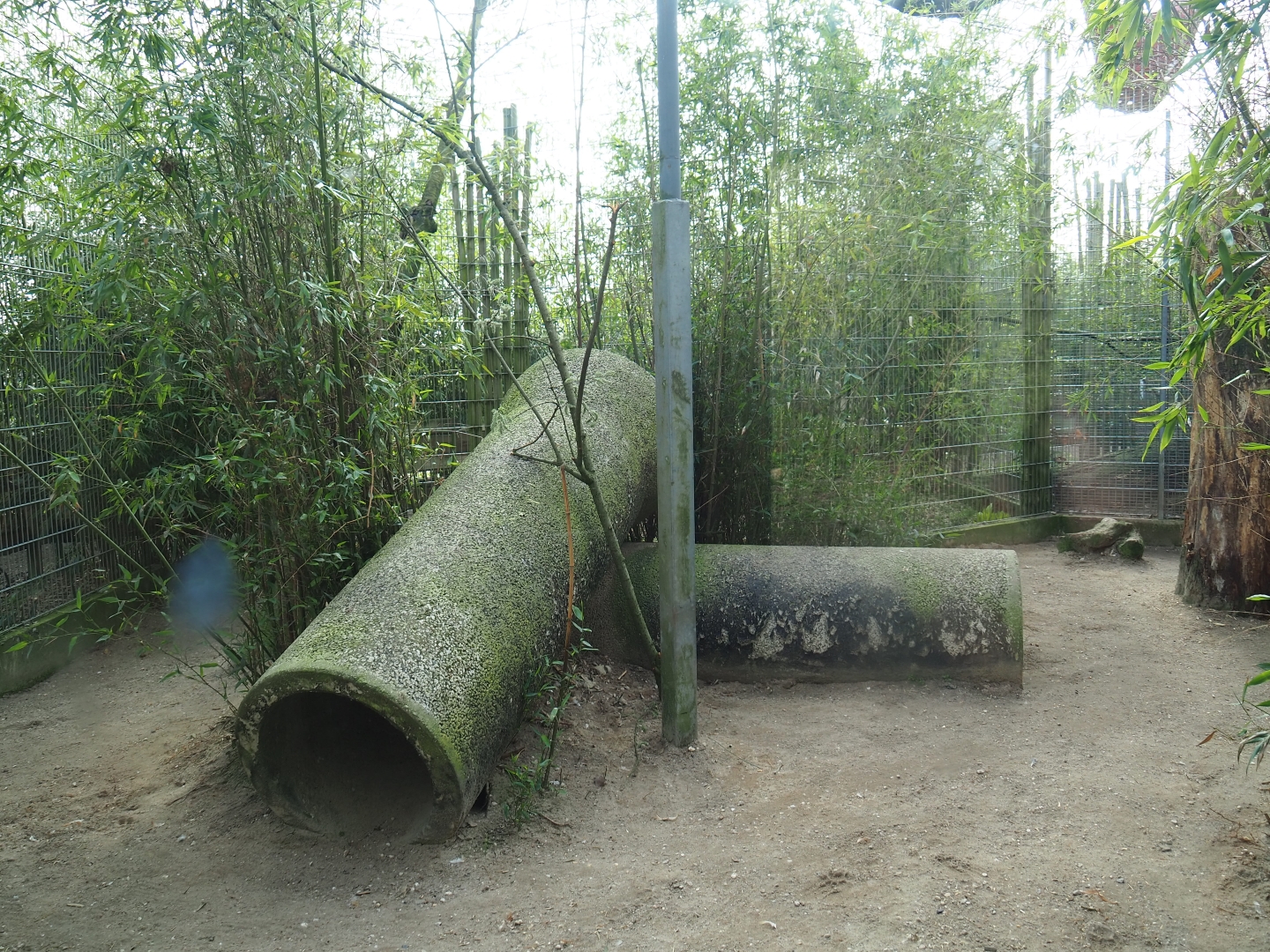 Indochinese clouded leopard exhibit, 2019-04-06