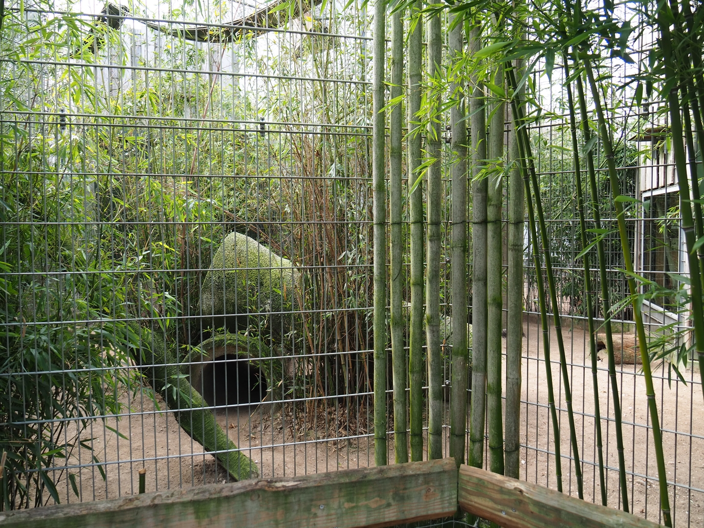 Indochinese clouded leopard exhibit, 2019-04-06