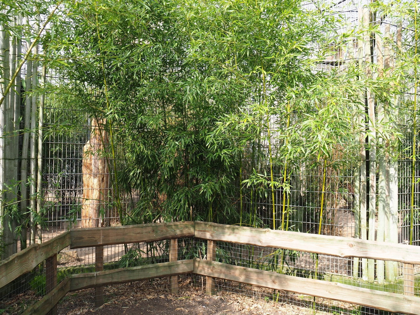 Indochinese clouded leopard exhibit, 2019-04-06