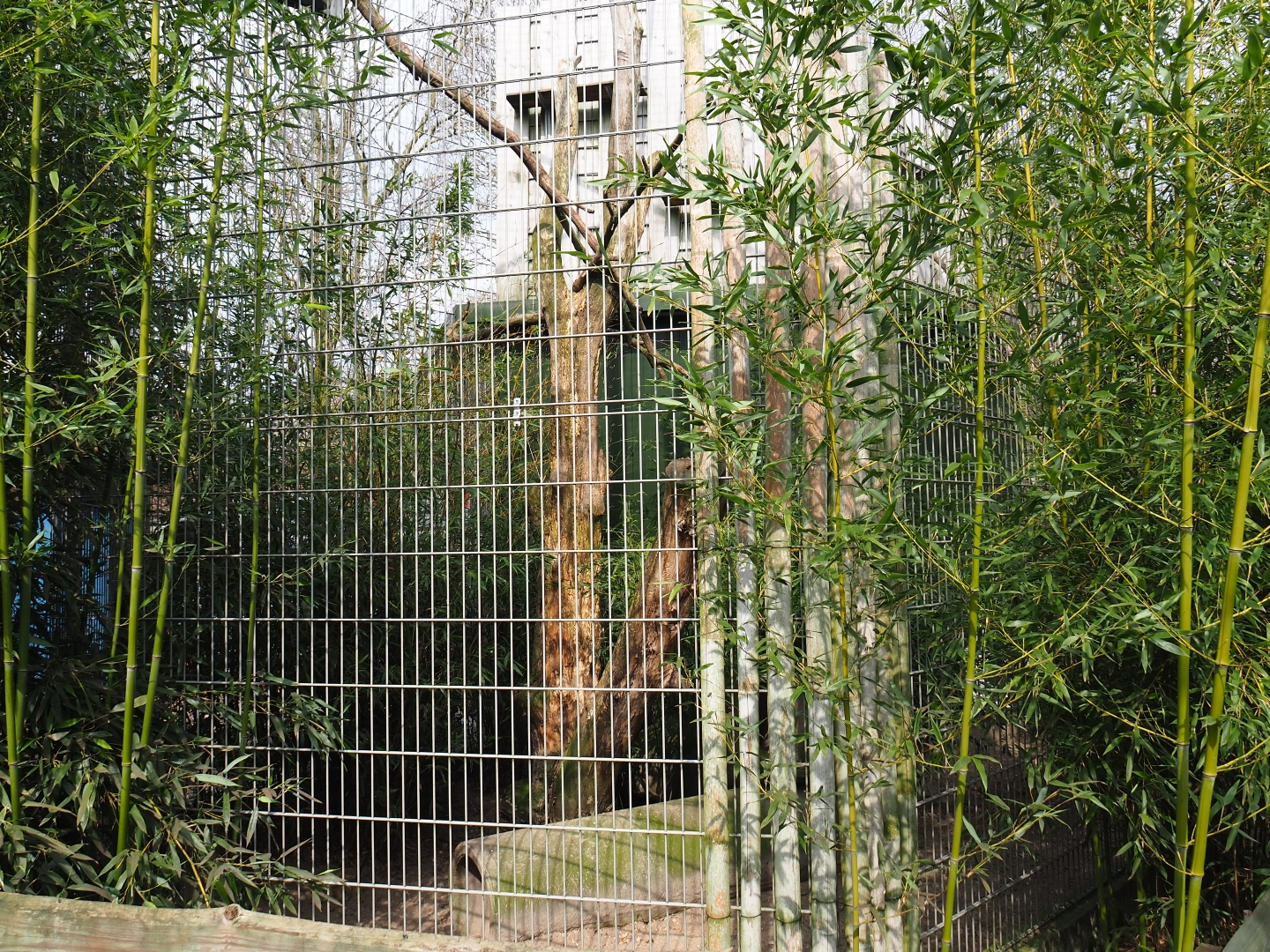 Indochinese clouded leopard exhibit, 2019-04-06