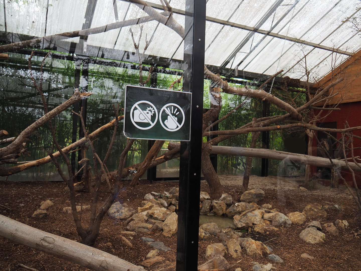 Indochinese clouded leopard exhibit, 2019-10-05