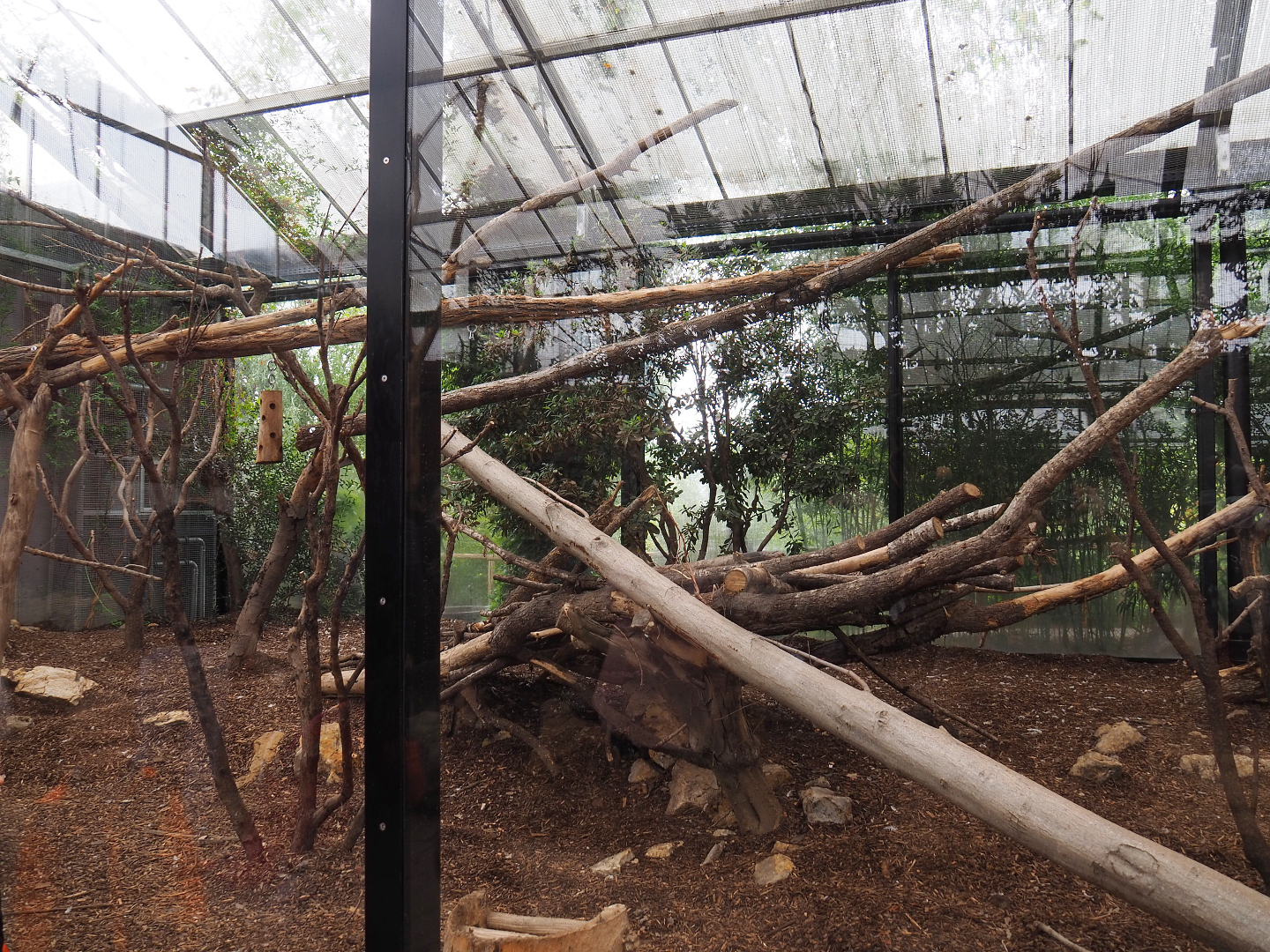 Indochinese clouded leopard exhibit, 2019-10-05