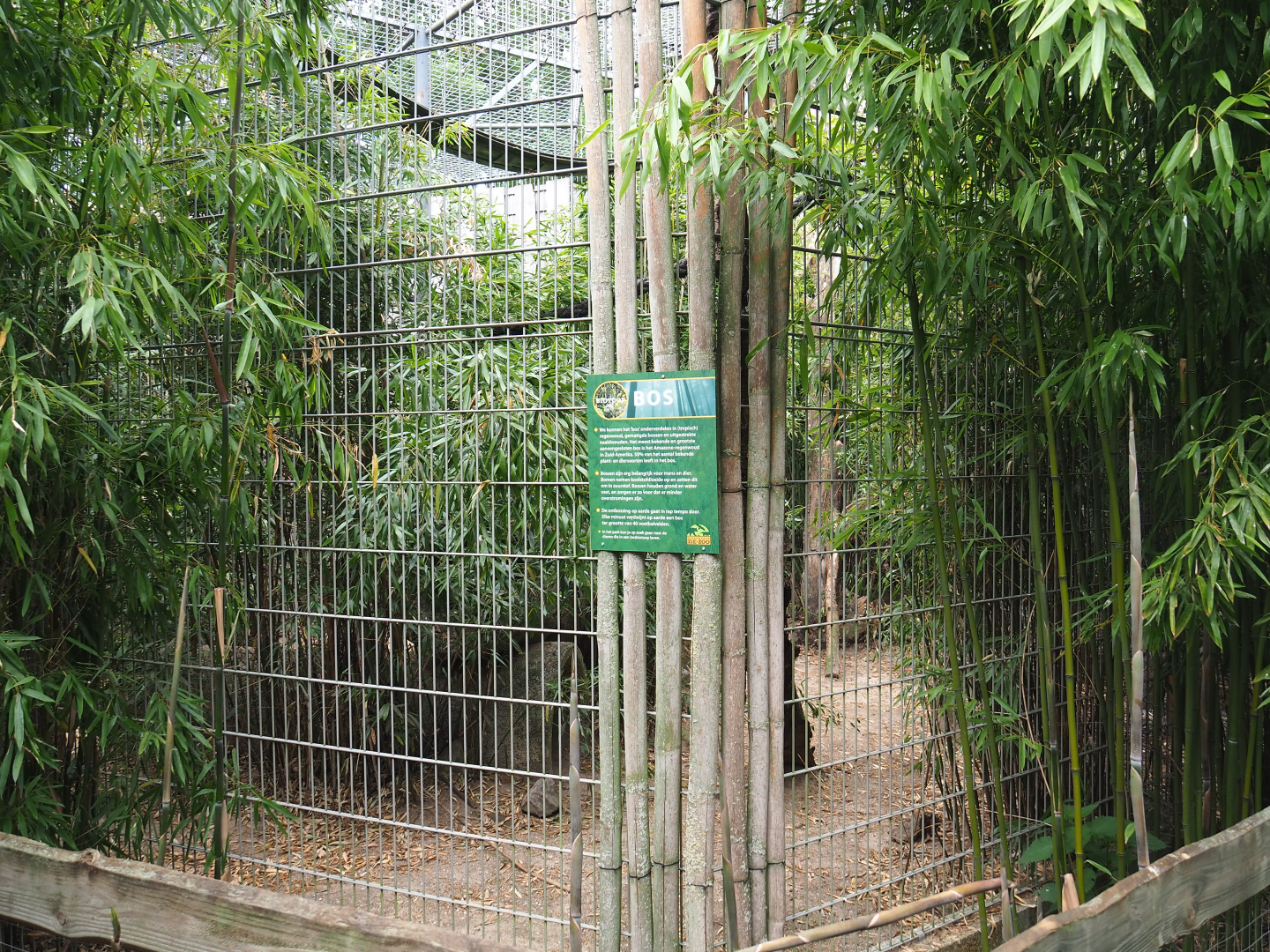 Indochinese clouded leopard exhibit, 2022-05-17