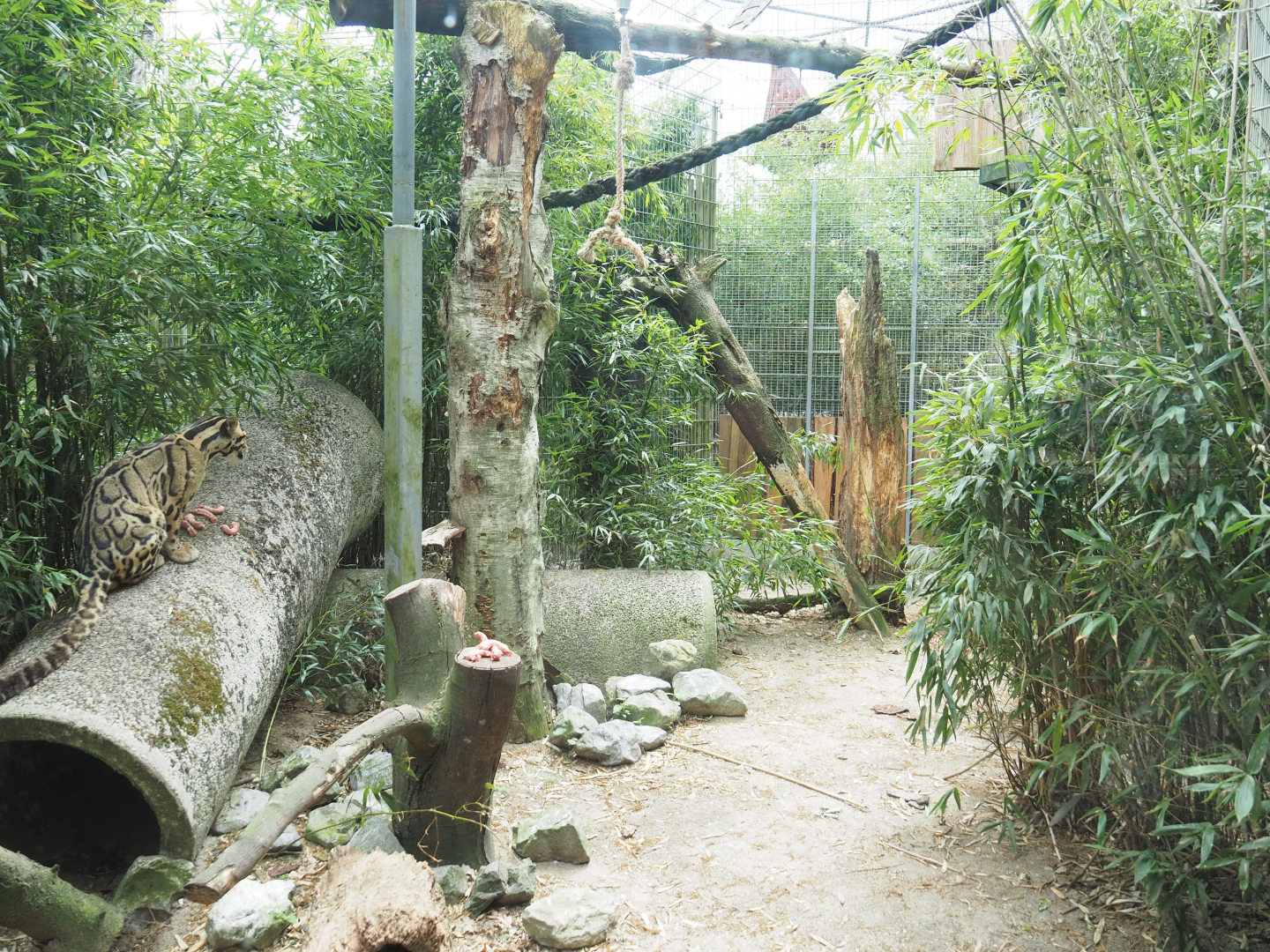 Indochinese clouded leopard exhibit, 2022-05-17