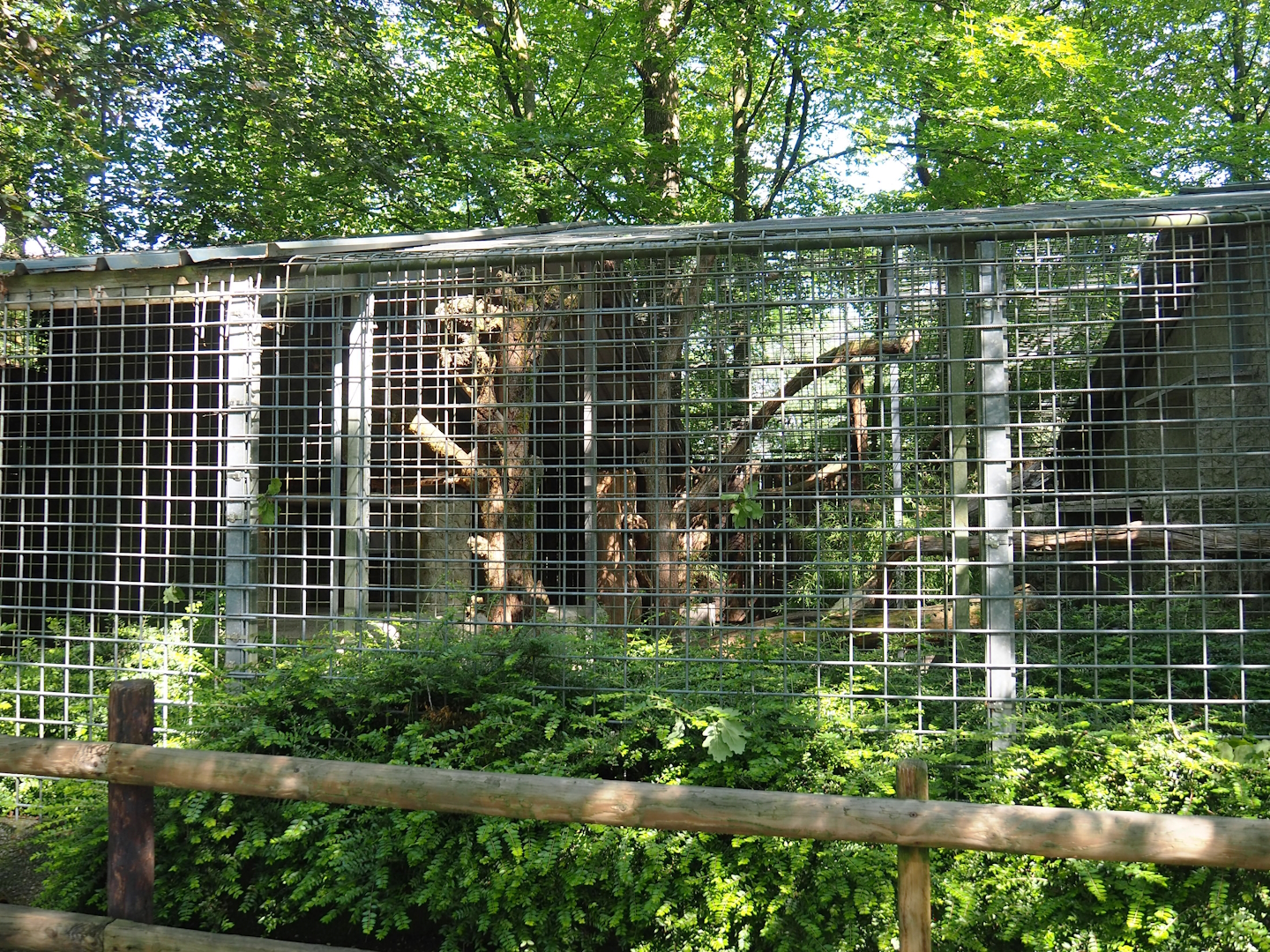 Indochinese clouded leopard exhibit, 2023-06-24