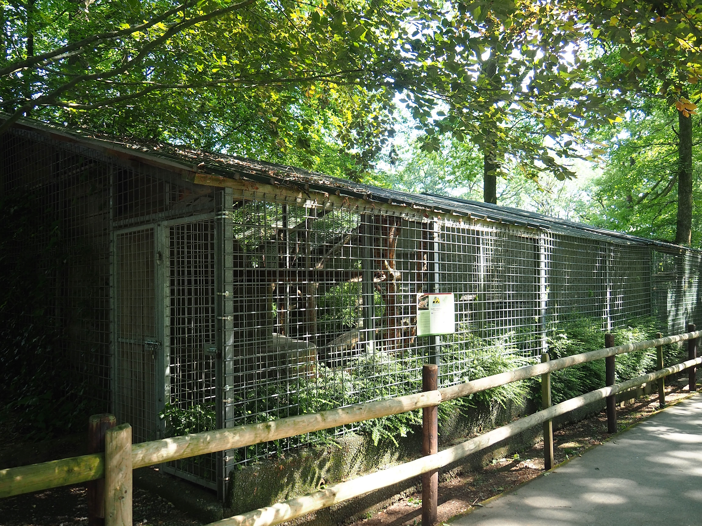 Indochinese clouded leopard exhibit, 2023-06-24