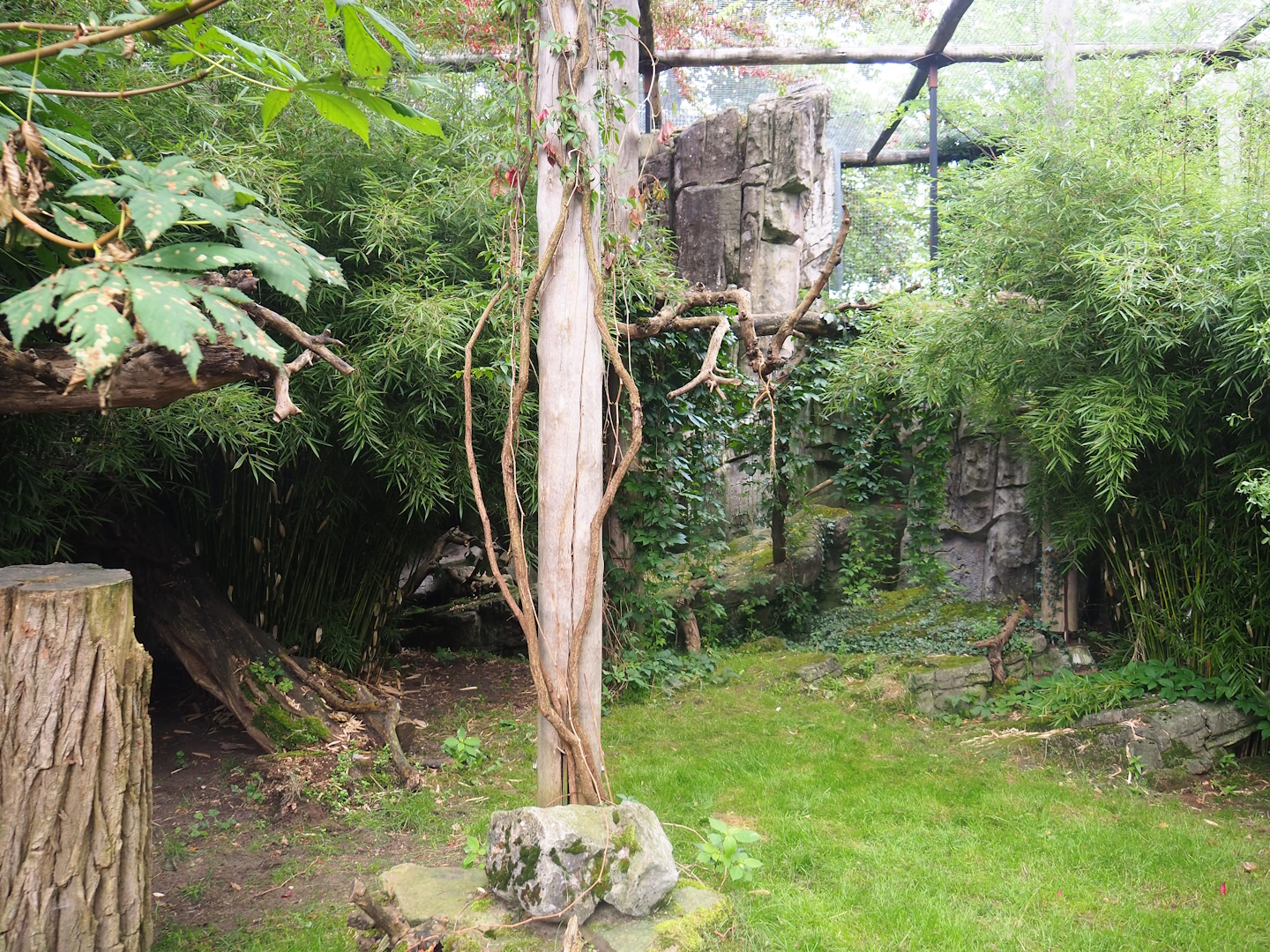 Indochinese clouded leopard exhibit, 2023-08-17