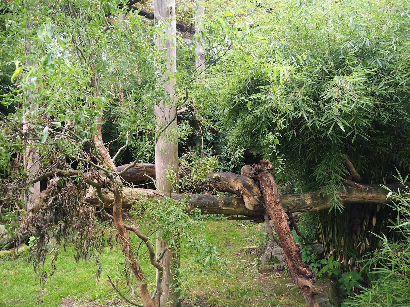 Indochinese clouded leopard exhibit, 2023-08-17