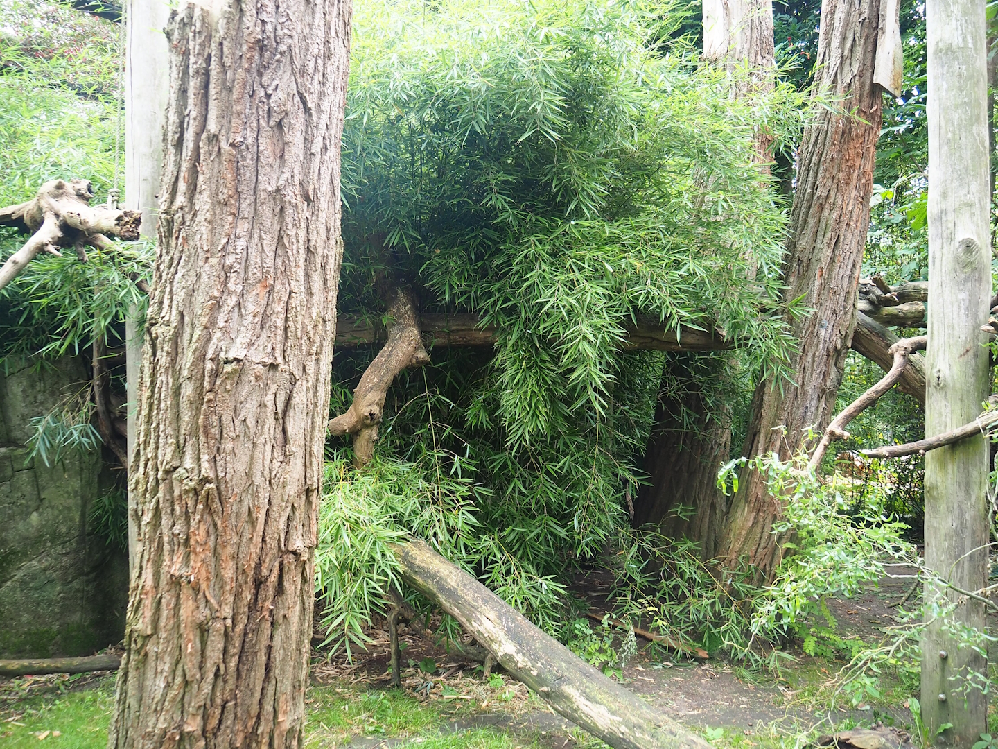 Indochinese clouded leopard exhibit, 2023-08-17