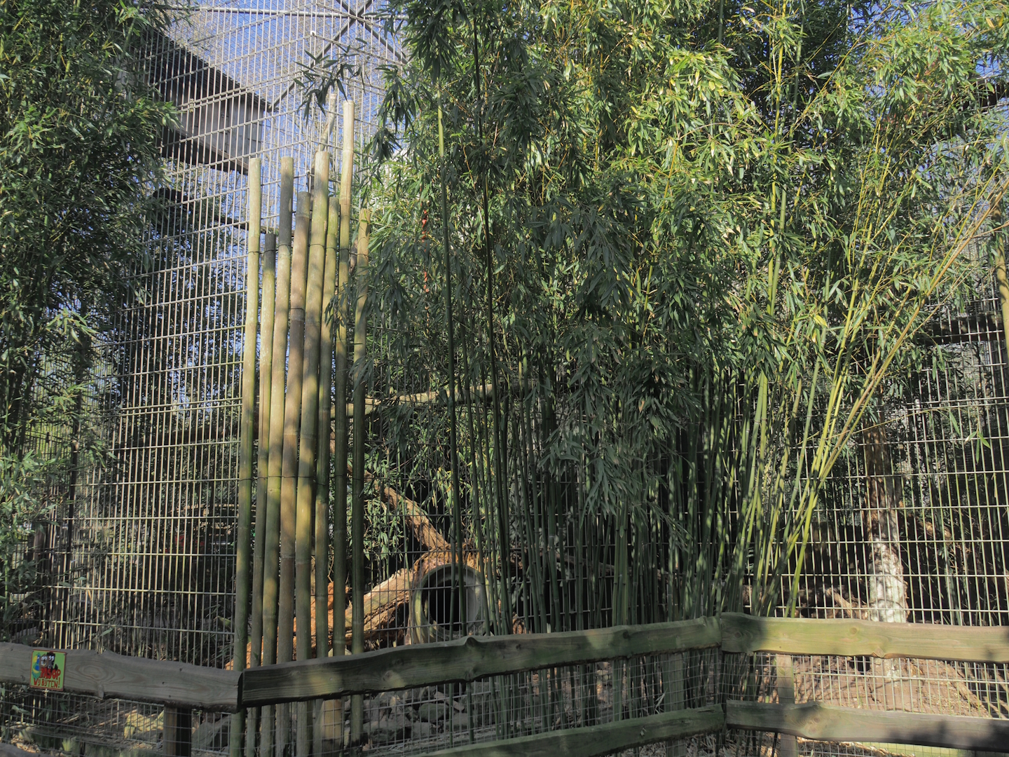 Indochinese clouded leopard exhibit, 2025-04-12