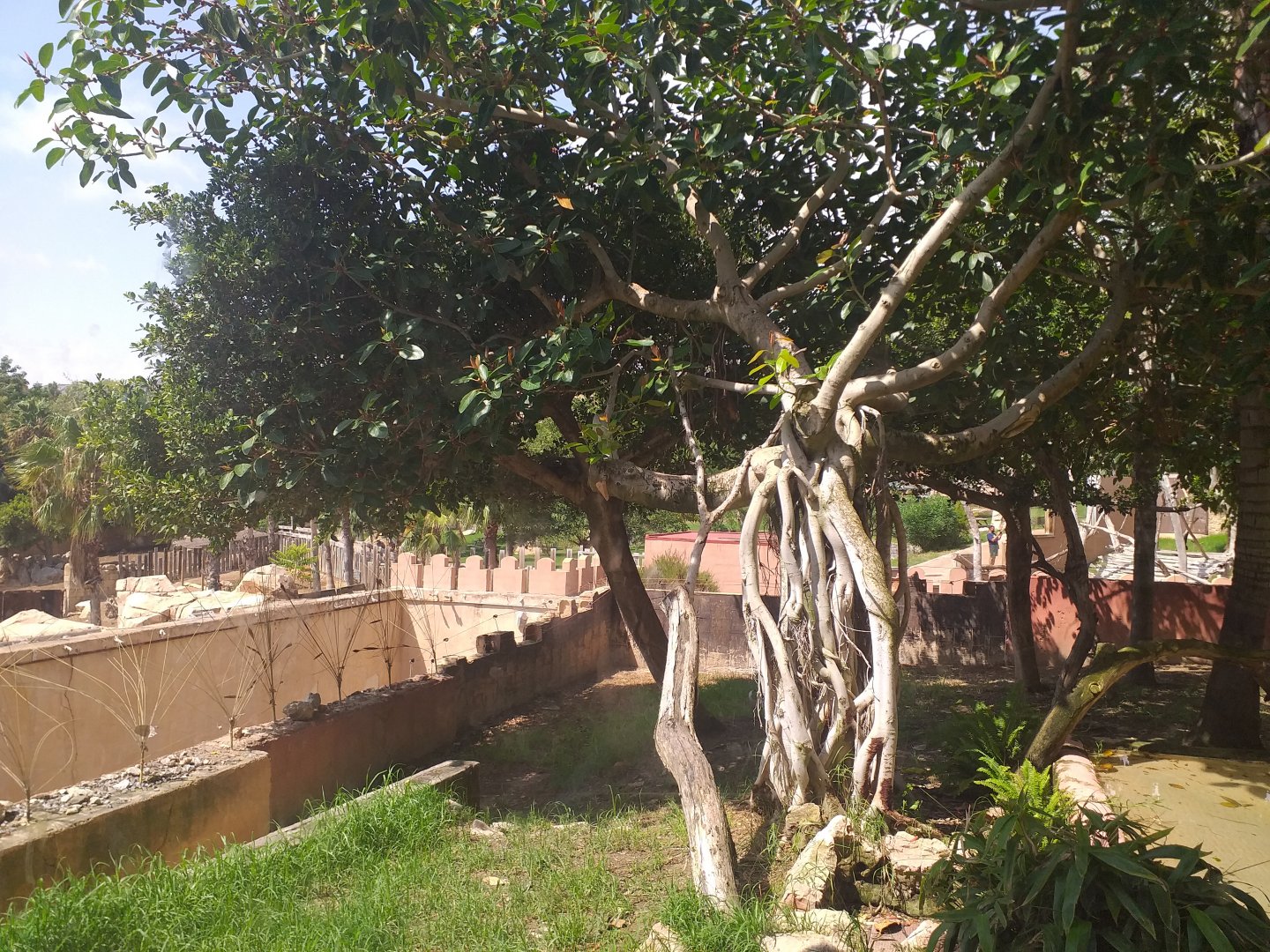 Indochinese clouded leopard exhibit -TerraNatura Benidorm (2021)