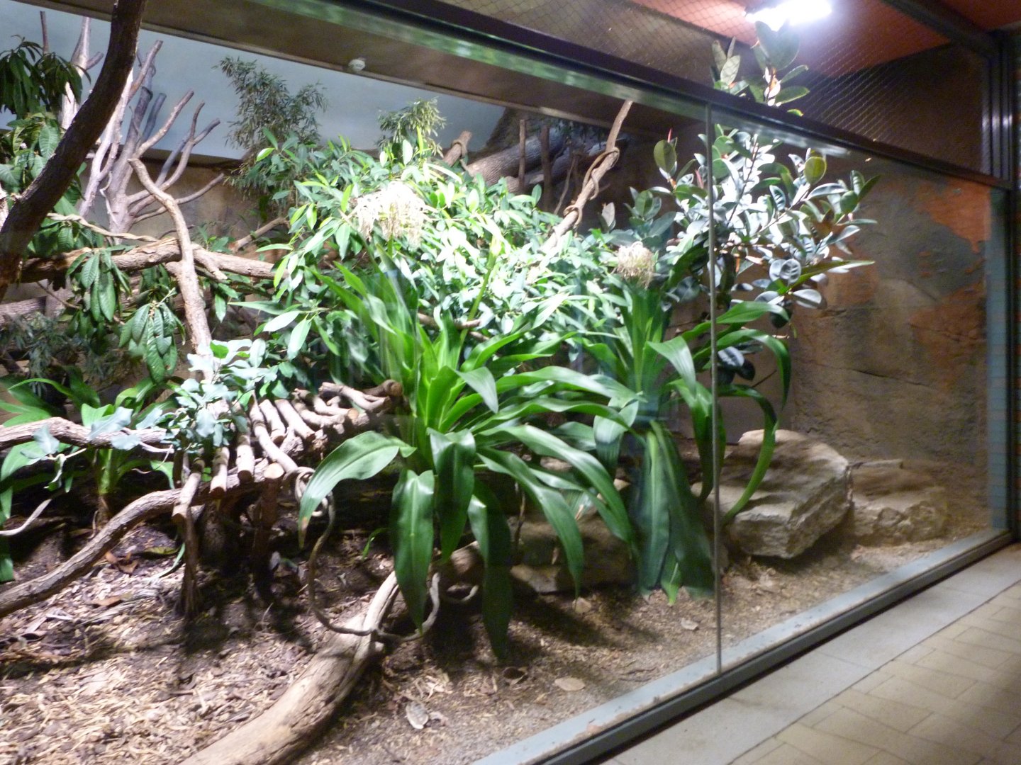 Indochinese clouded leopard exhibit -Tierpark Berlin (2024)