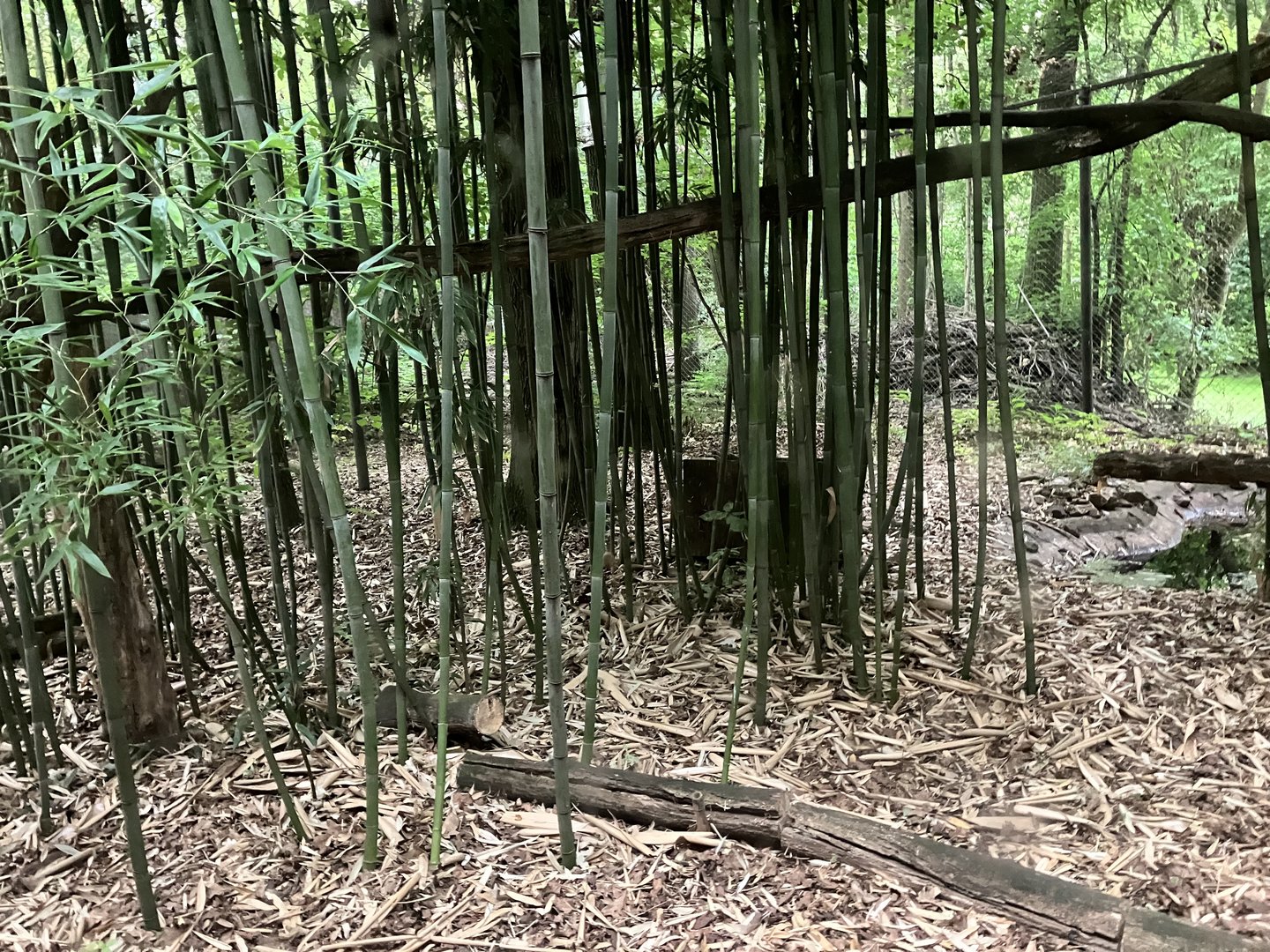 Indochinese clouded leopard exhibit
