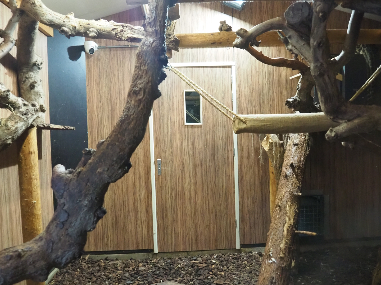 Indochinese clouded leopard indoor exhibit, 2023-08-17