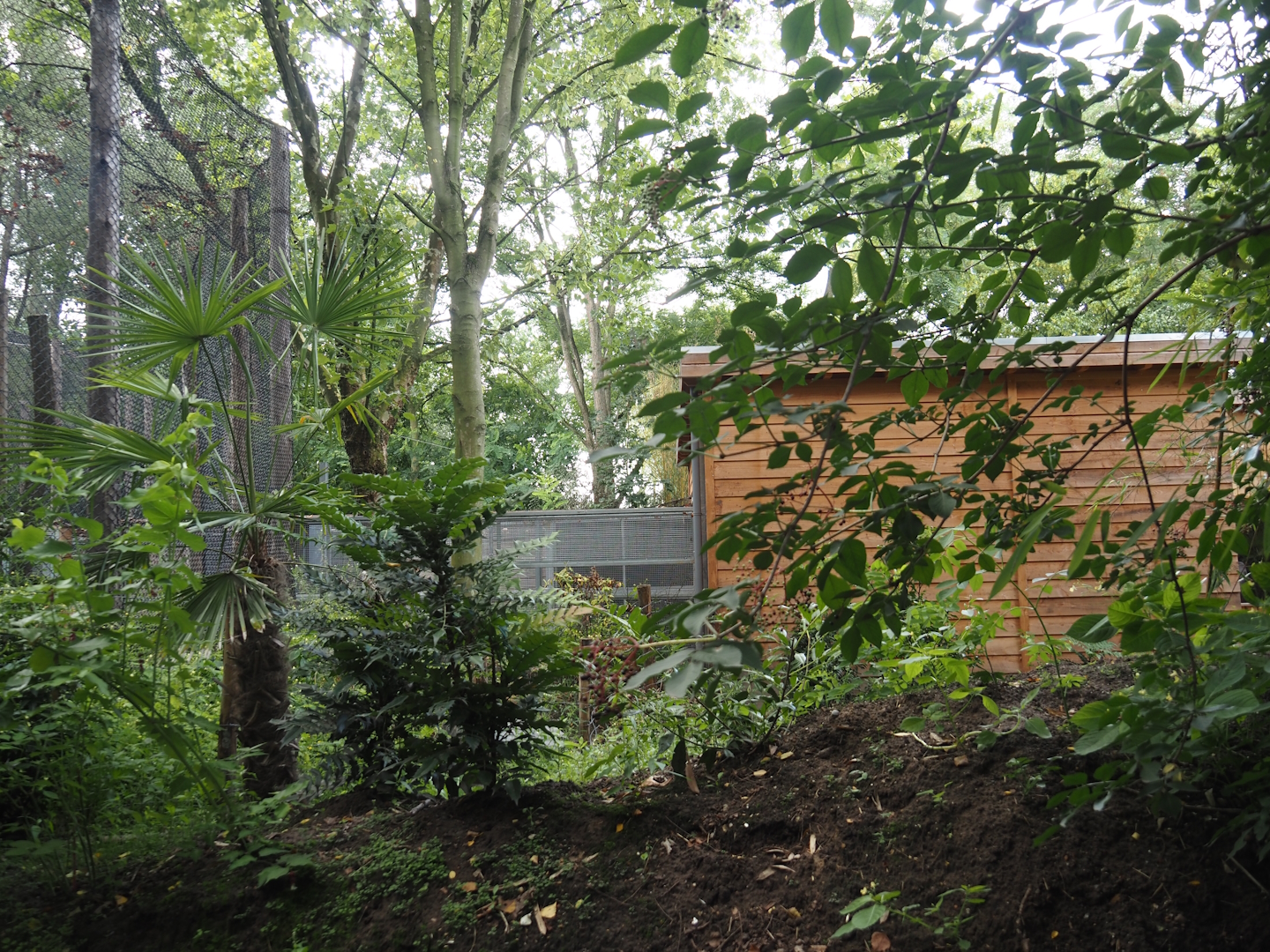 Indochinese clouded leopard indoor house and chutes to outdoor exhibits, 2025-08-03