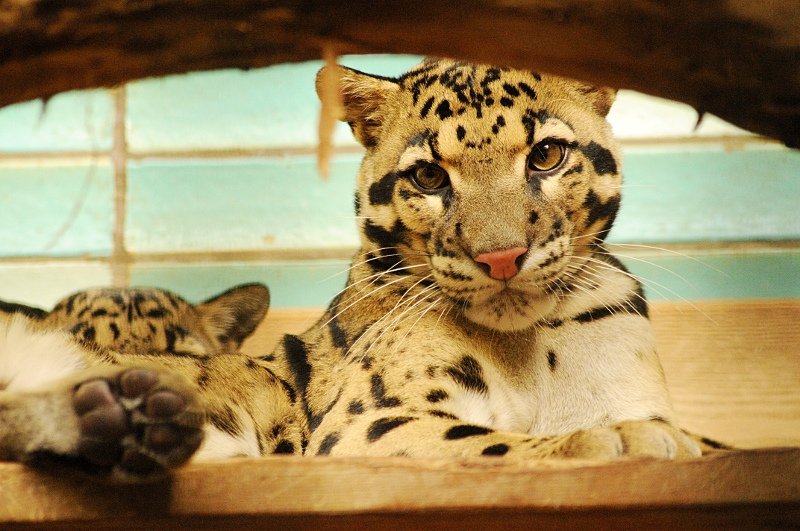 Indochinese clouded leopard inside the Brehm house